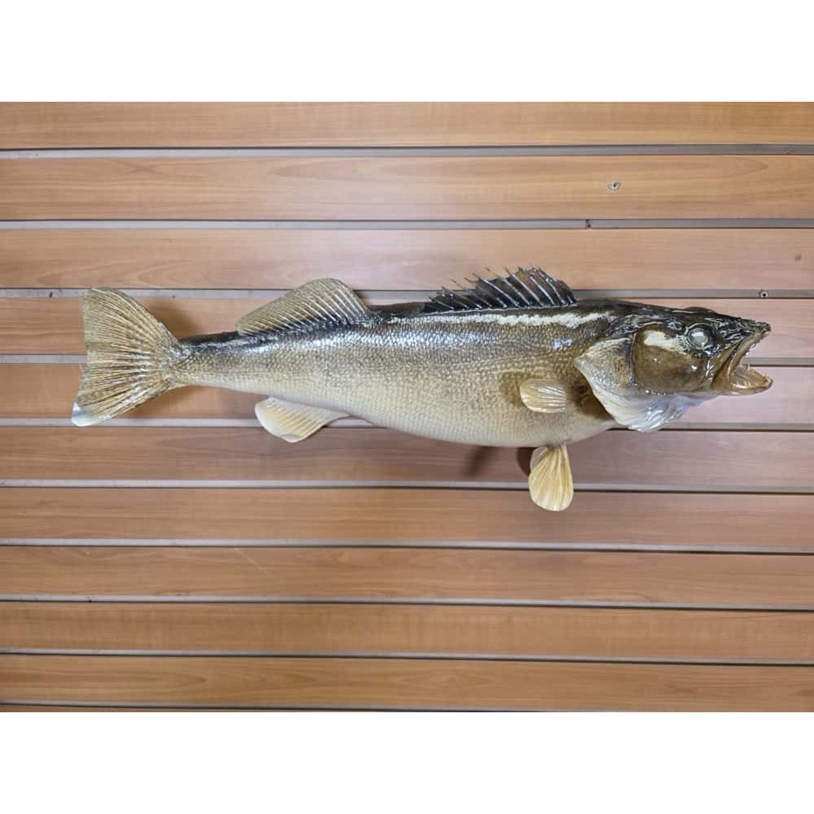JTV218 - Real Skin Walleye Fish Taxidermy Mount 26”