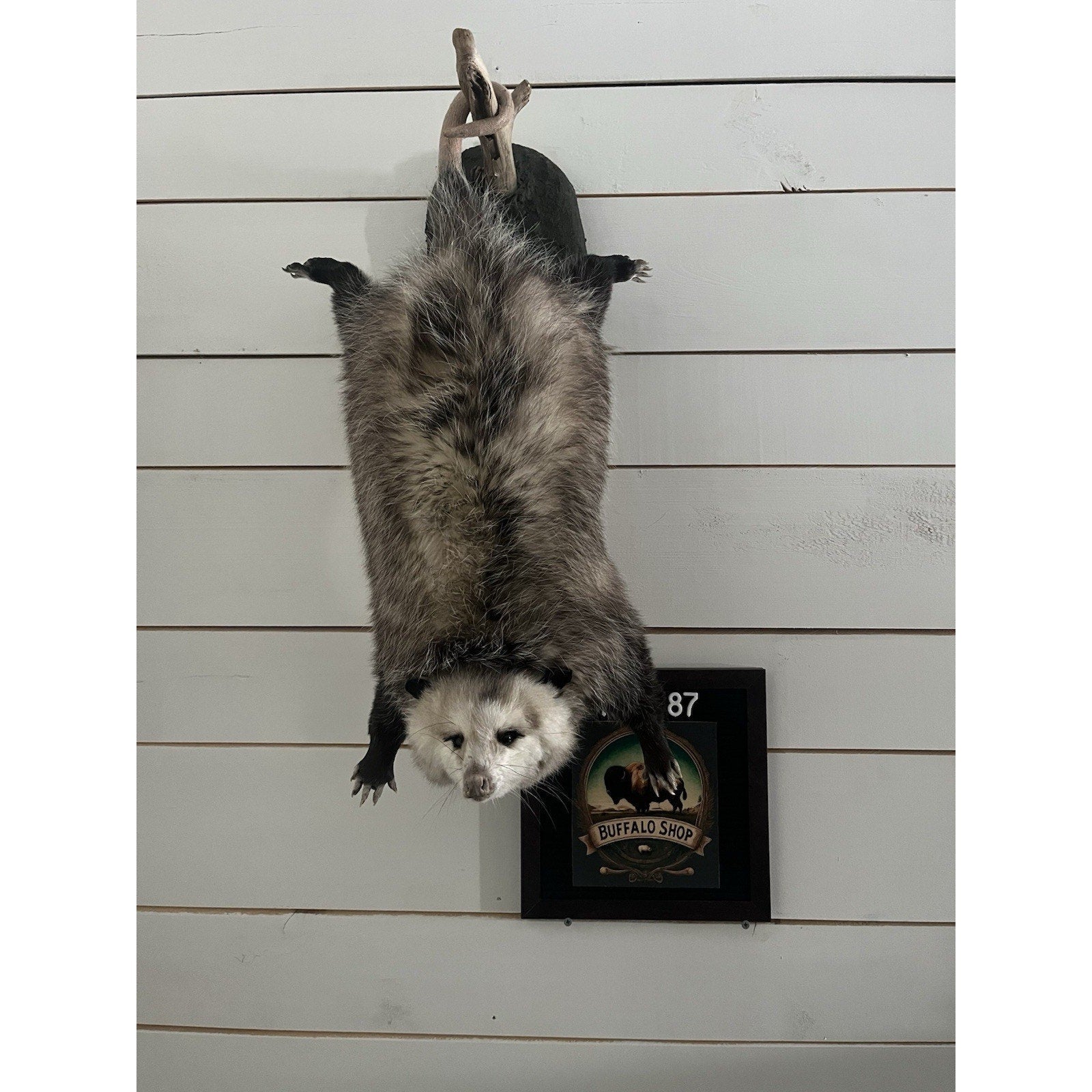 FHWL87 - Fat Opossum Hanging Taxidermy Full Body Mount
