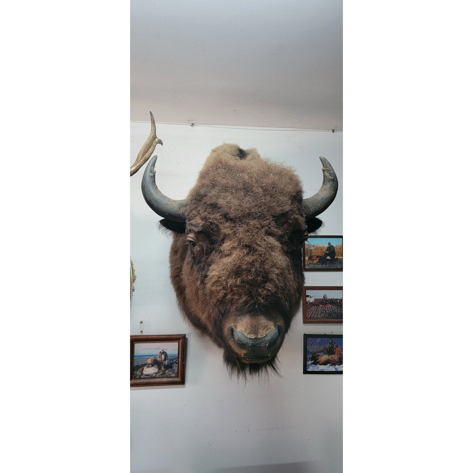 FHFB1 - Massive Buffalo Bison Taxidermy Shoulder mount Bull