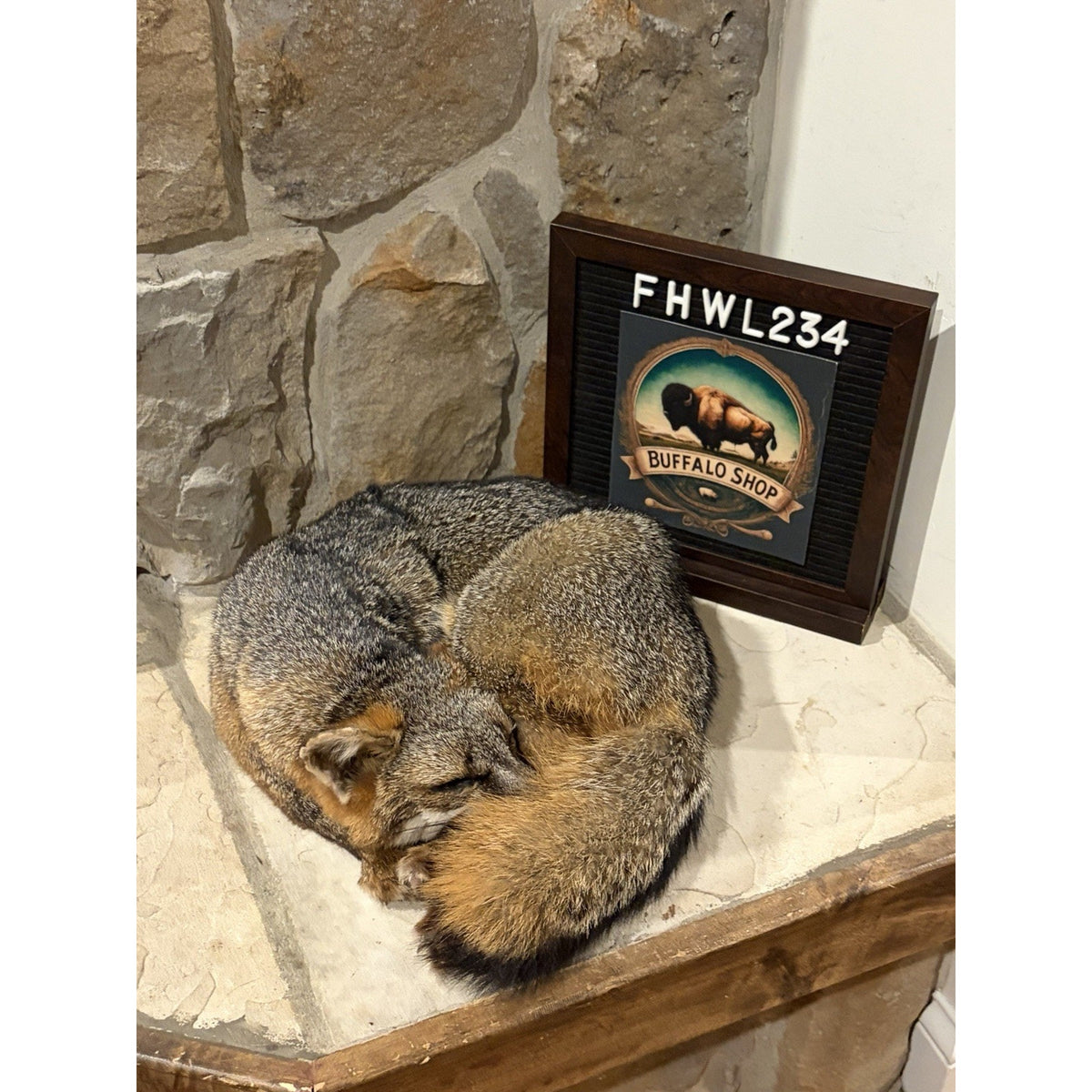 FHWL234 - Grey Fox Taxidermy Full Body Mount Cabin Camp Man Cave