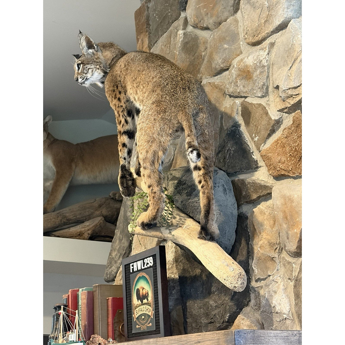 FHWL239 - Rare Bobcat Taxidermy Full Body Mount