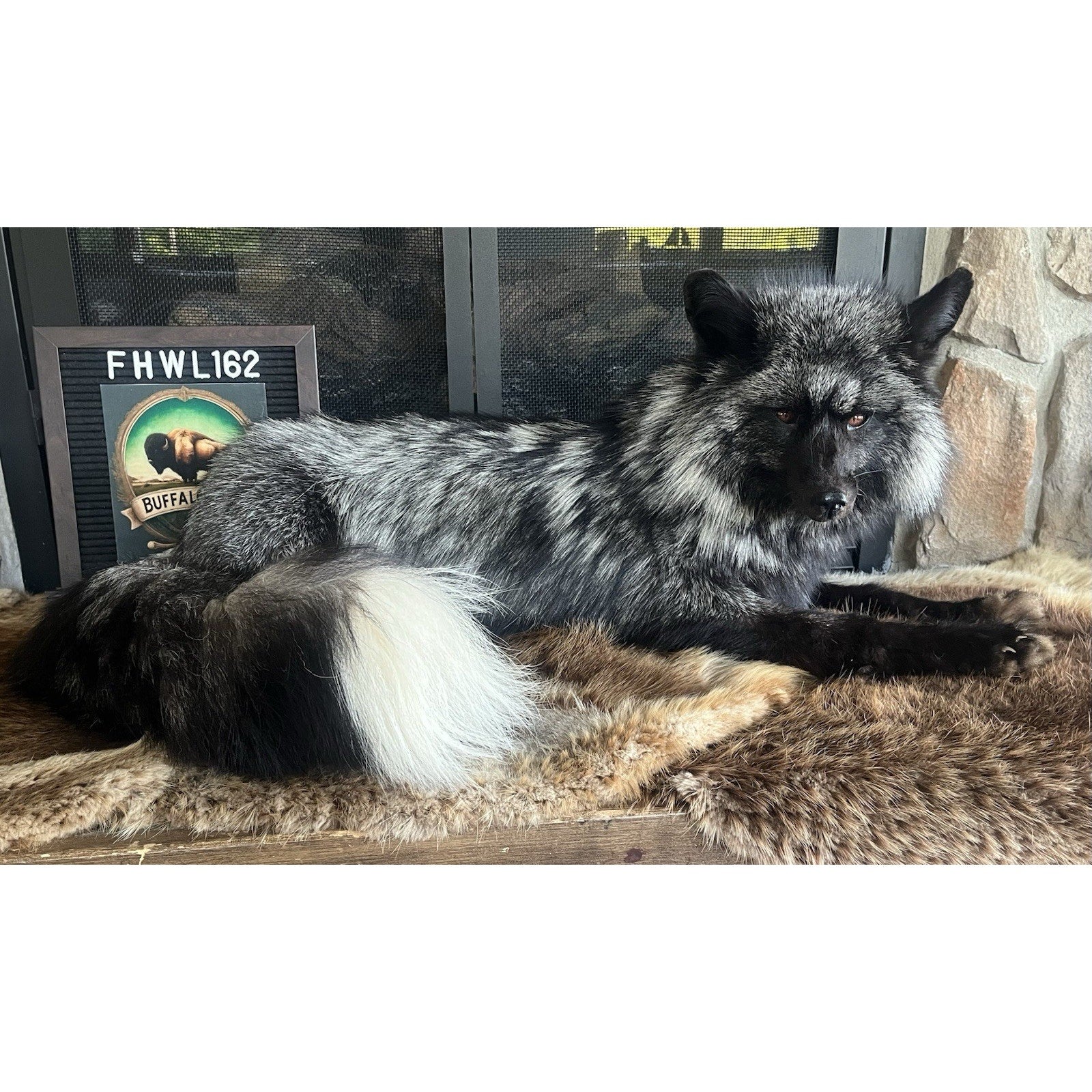 FHWL162 - Museum Quality White Fox Taxidermy mount