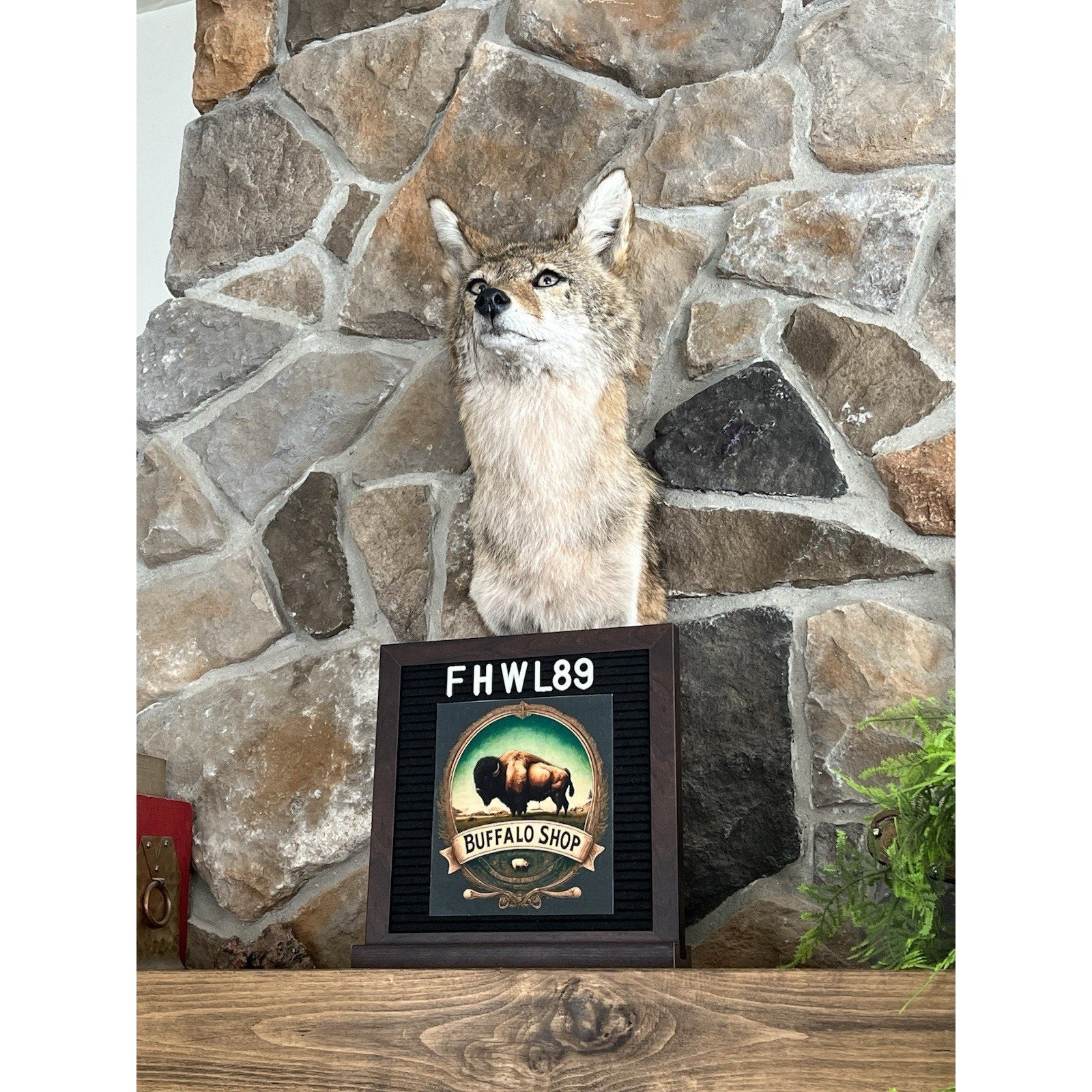 FHWL89 - Coyote Shoulder Museum Quality mount Taxidermy