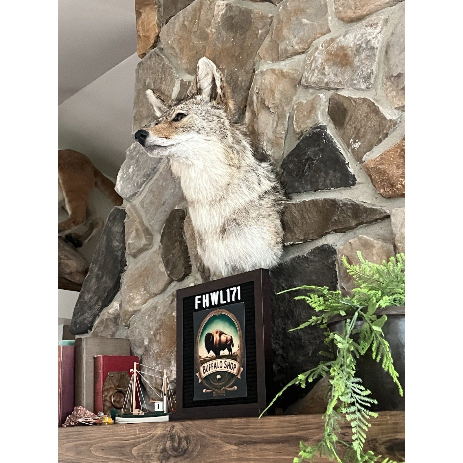 FHWL171 - Coyote Shoulder Museum Quality mount Taxidermy