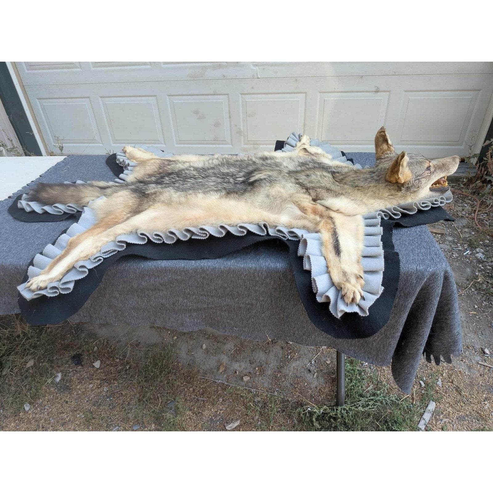 FHPAT122 - Vintage Coyote Rug or WALL Taxidermy Mount