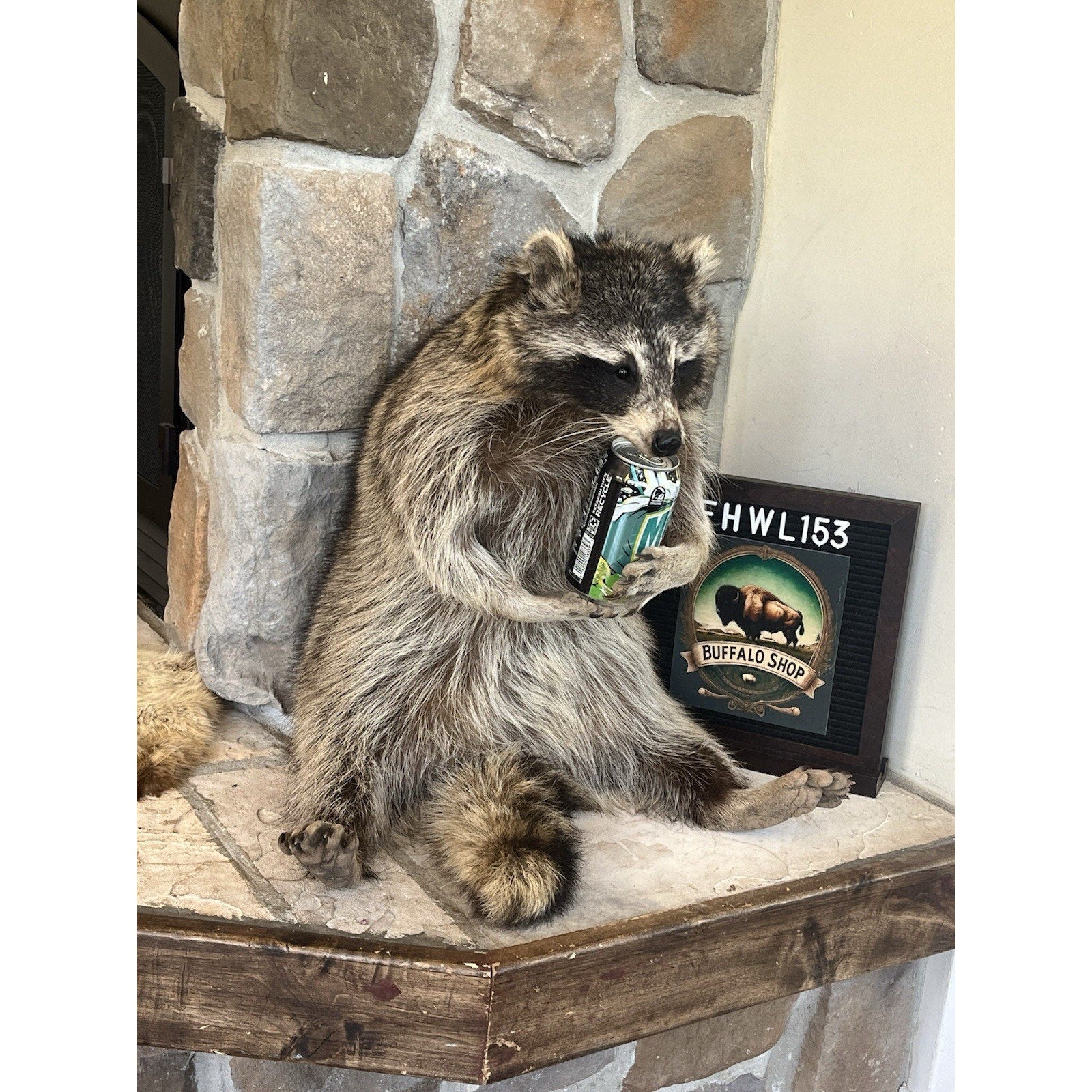 FHWL153 -premium Fat Raccoon Taxidermy Mount