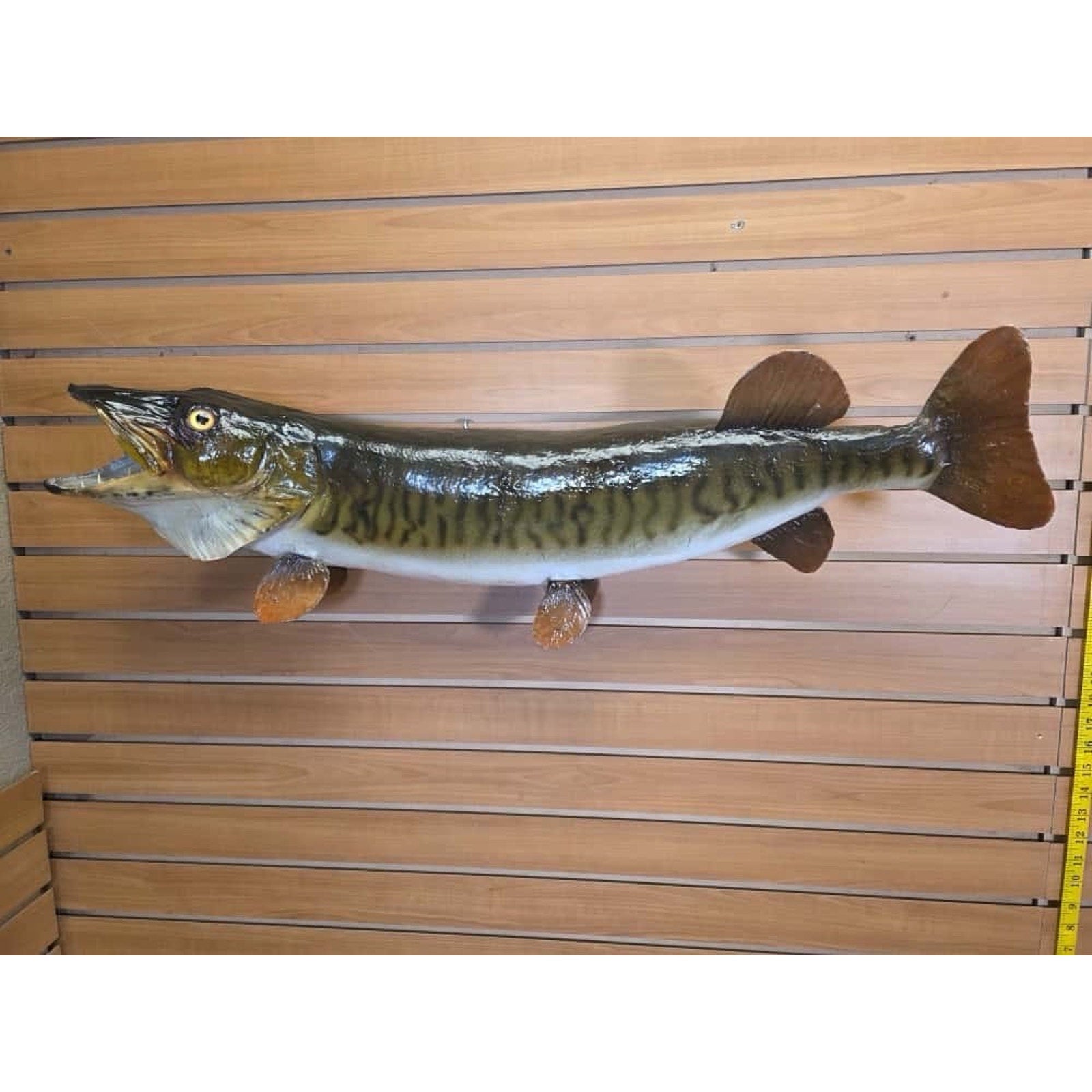 FHCM34 - Real Skin 35” Muskie Fish Taxidermy Wall Mount