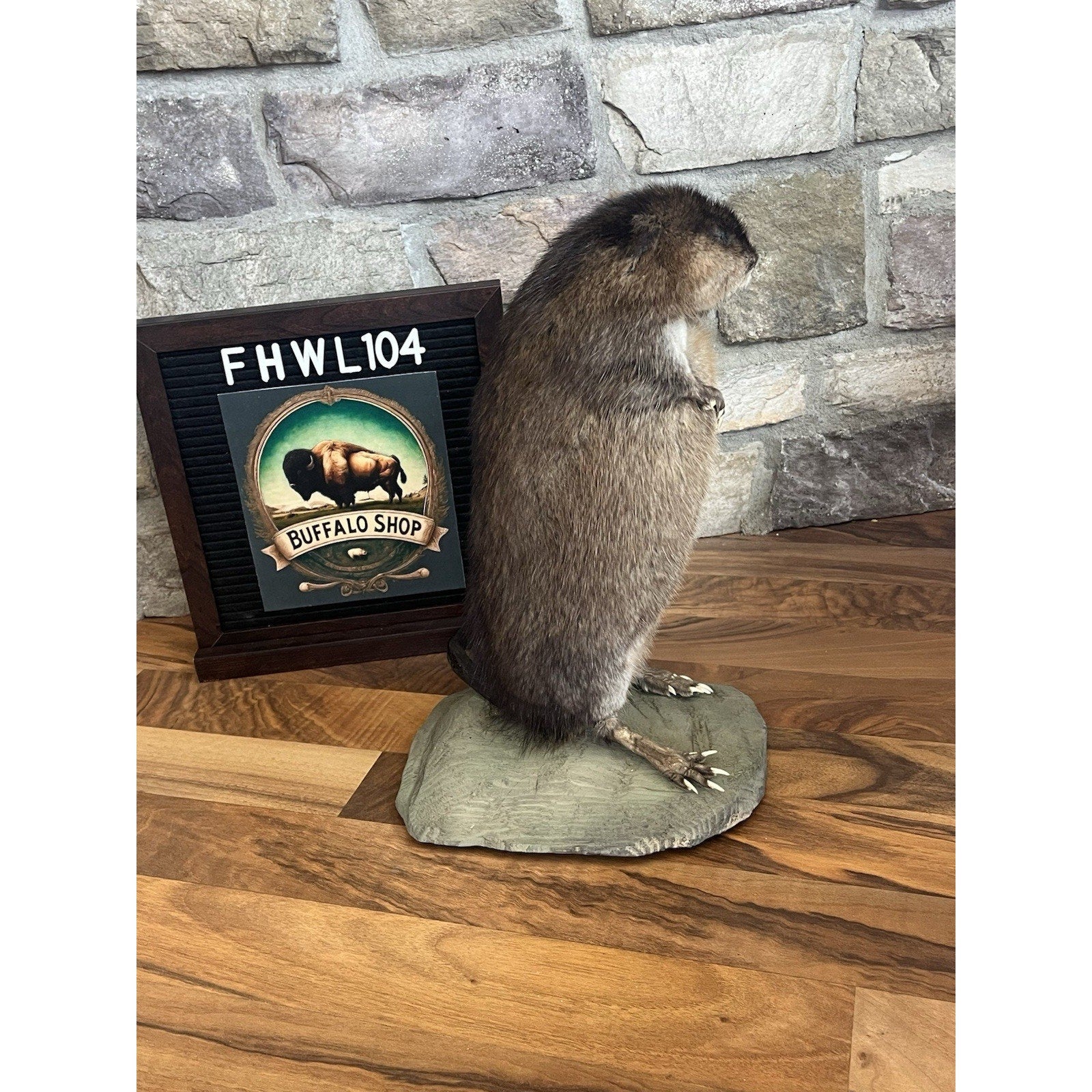 FHWL104 - Muskrat Museum Quality mount Taxidermy