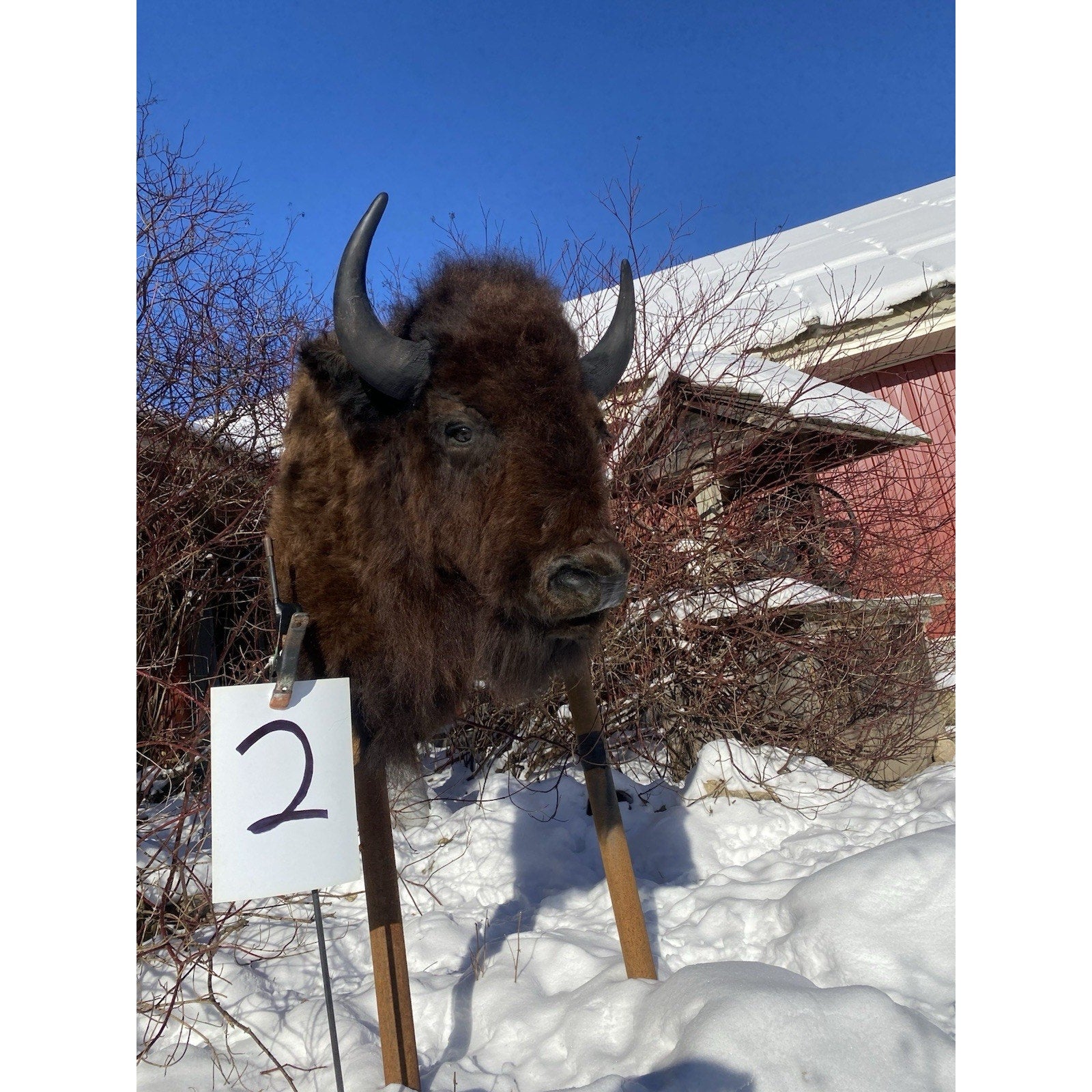 FHDARDEC2 - Real North American Buffalo / Bison Shoulder Taxidermy Mount New