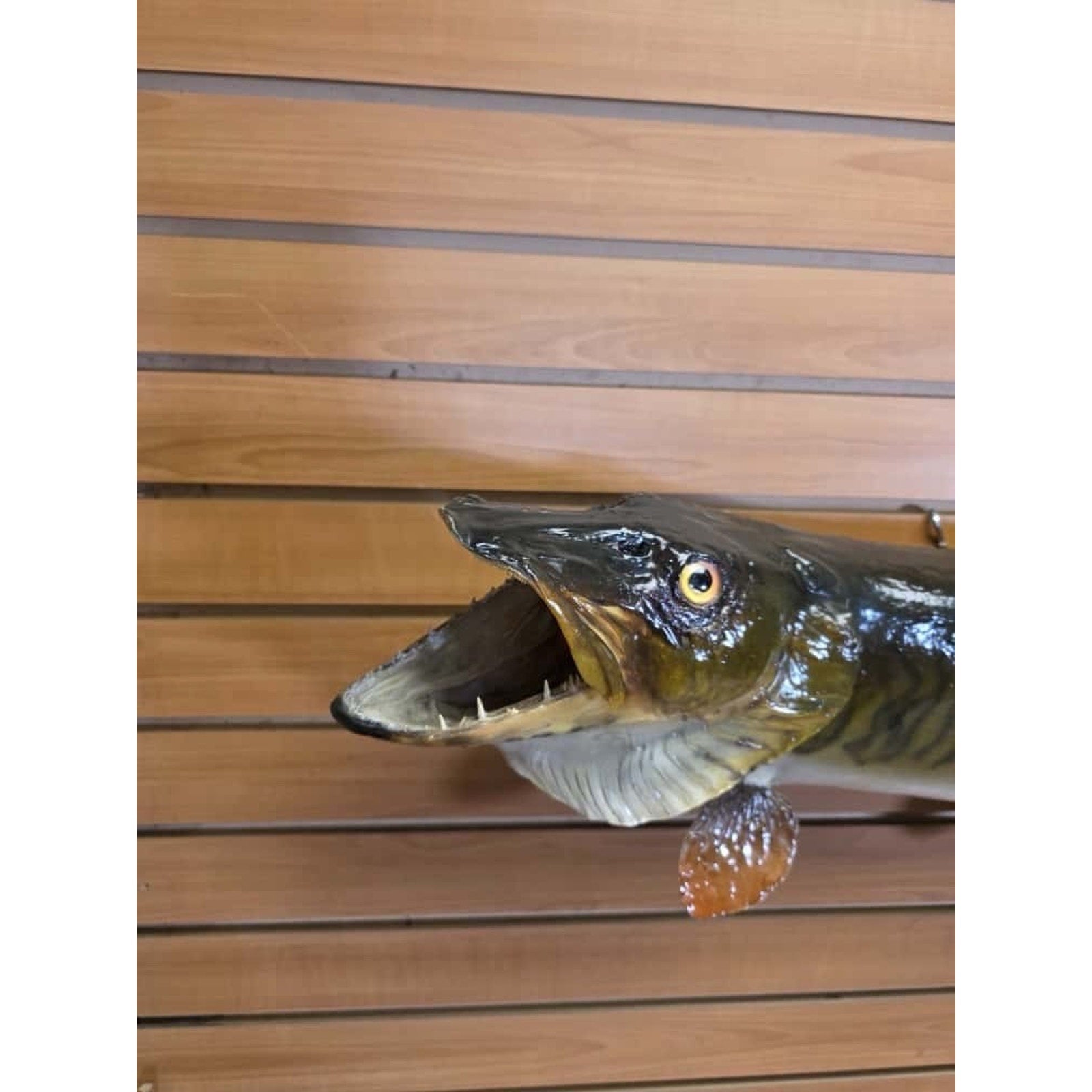 FHCM34 - Real Skin 35” Muskie Fish Taxidermy Wall Mount