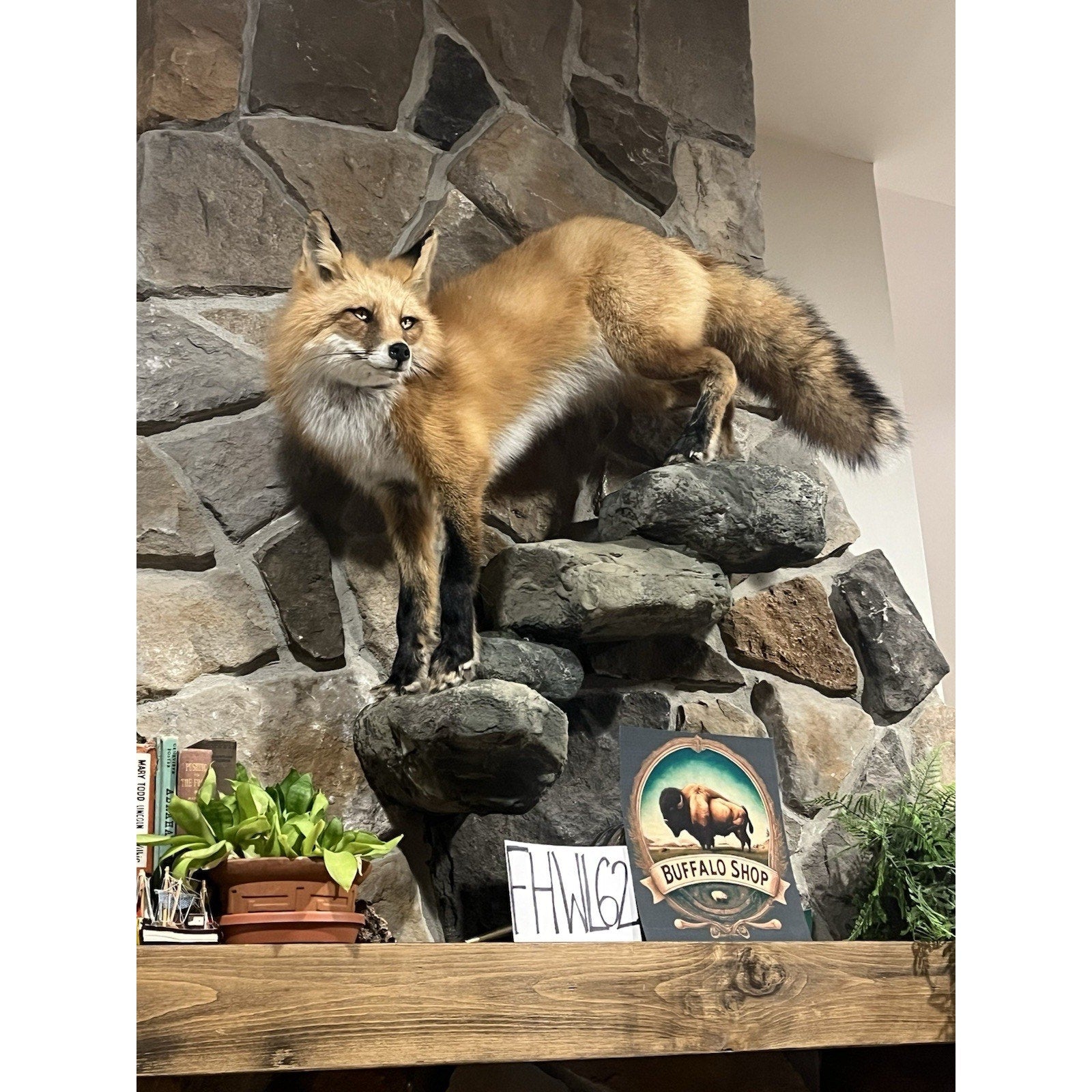 FHWL62 - Red Fox Taxidermy Full Body Mount