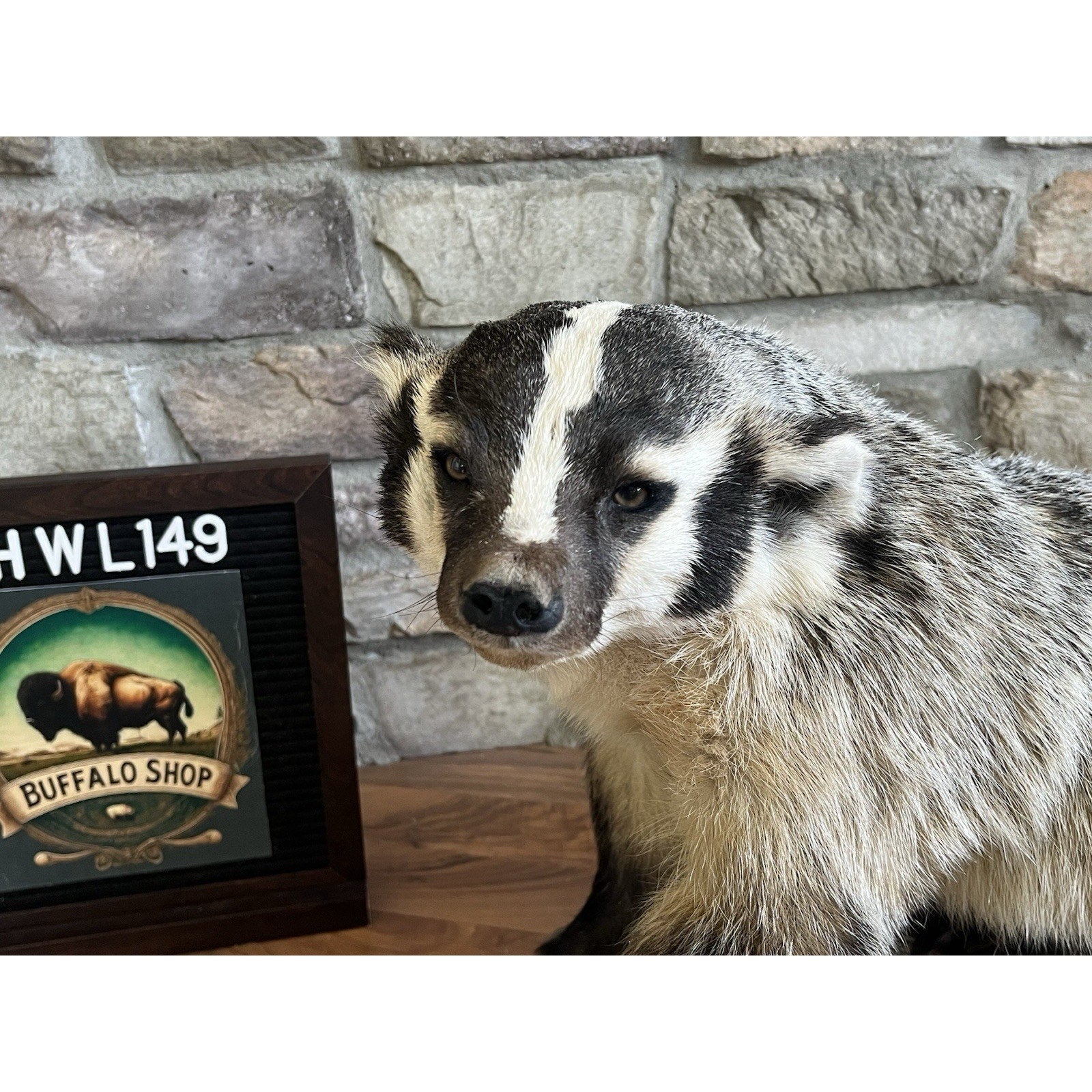 FHWL149- Fat Badger Taxidermy Mount