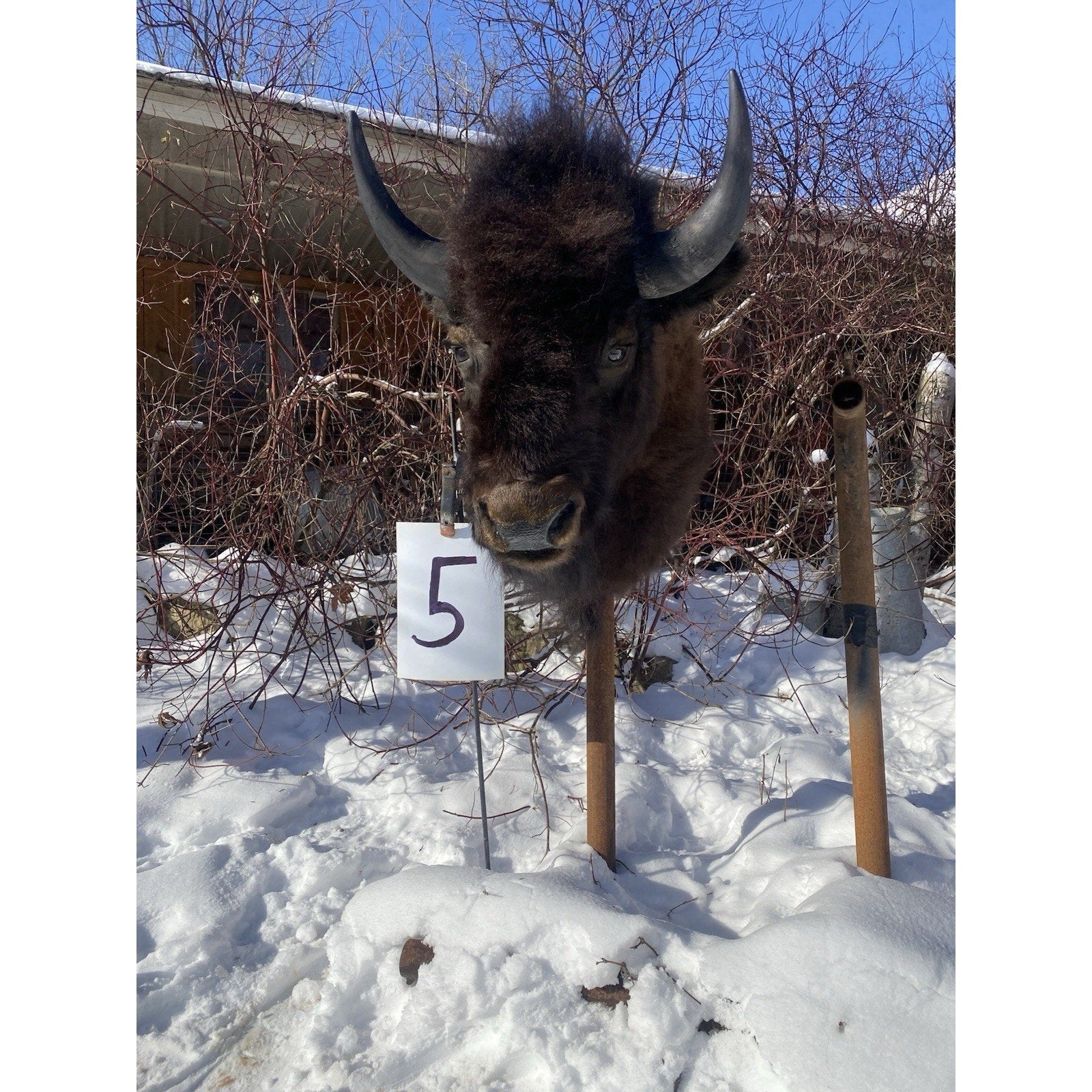FHDARDEC5 - Real North American Buffalo / Bison Shoulder Taxidermy Mount New