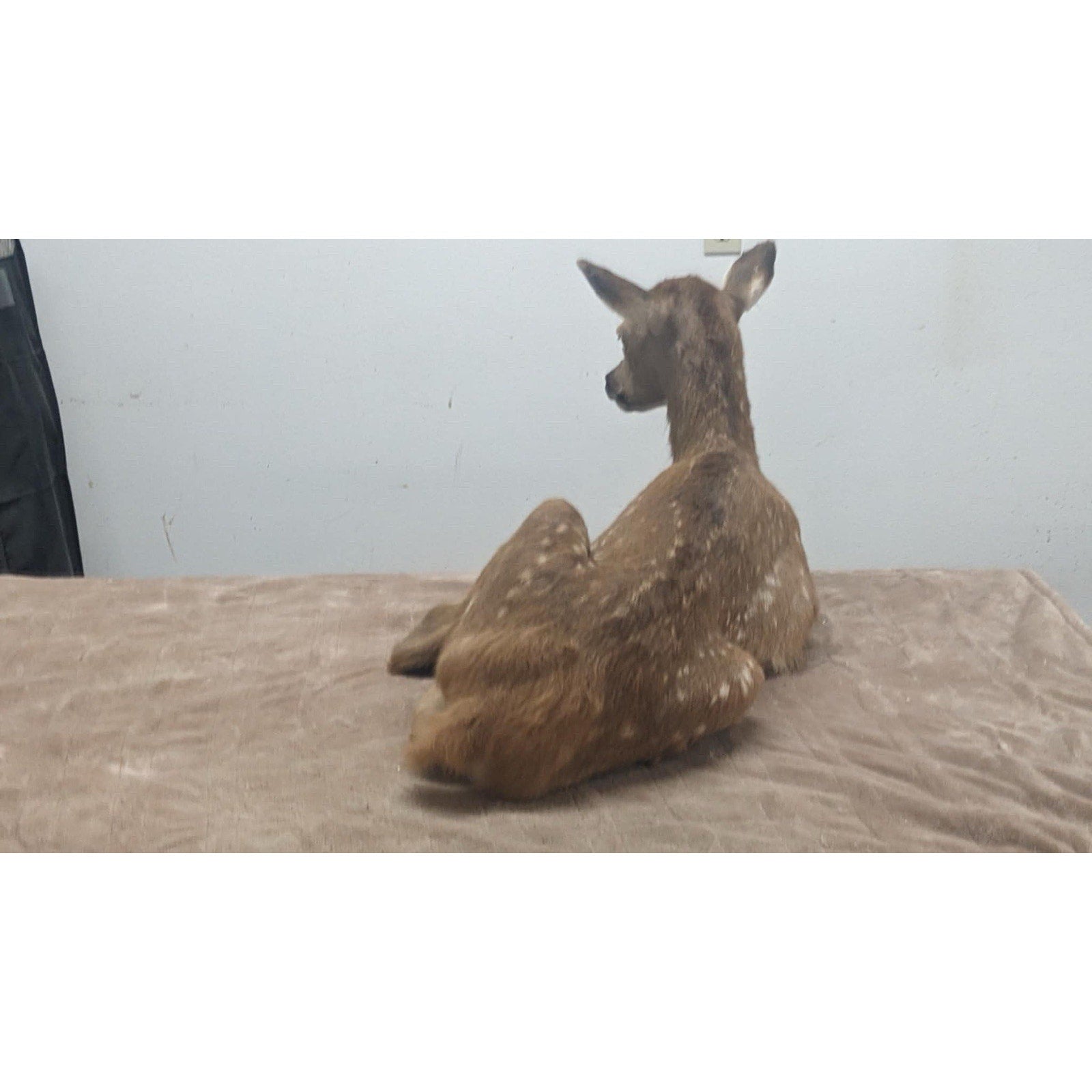 FHPATELK1 - Real Baby Elk Fawn Taxidermy Mount