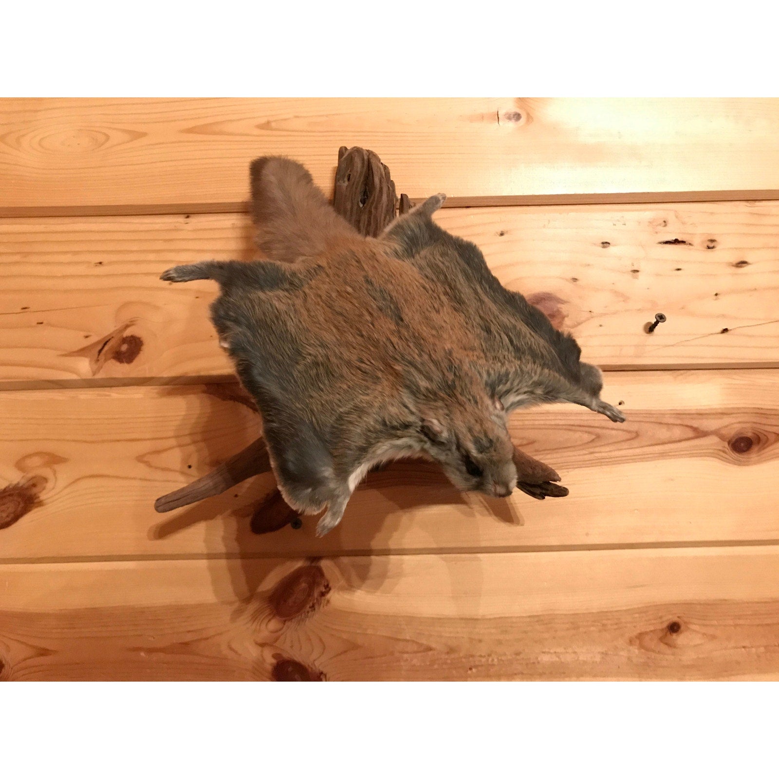 FHKUNZ230- Beautiful Adorable Flying Squirrel Small Animal Taxidermy mount
