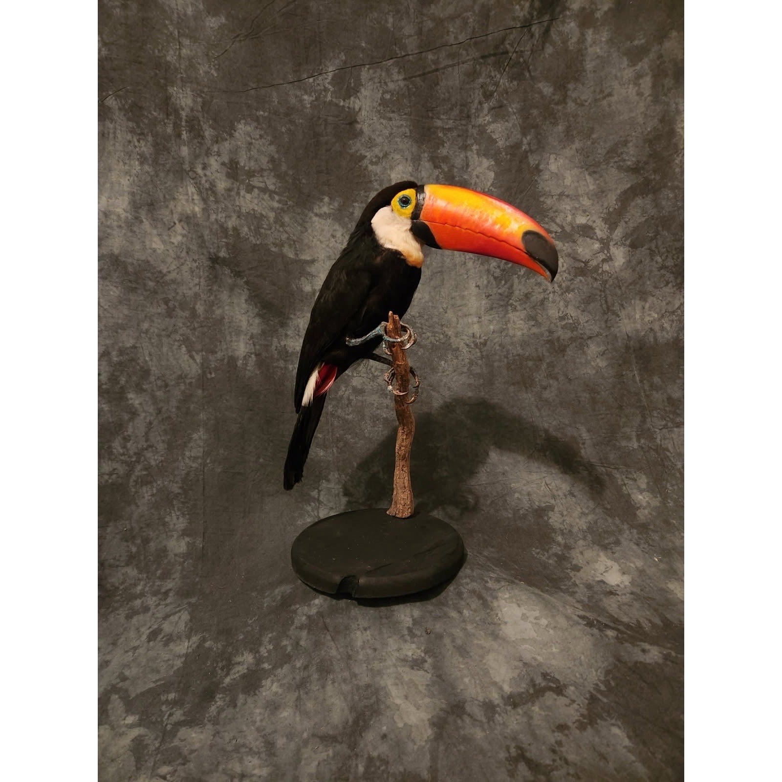FHTOC711 - Museum Quality Real Toco Toucan Taxidermy Mount