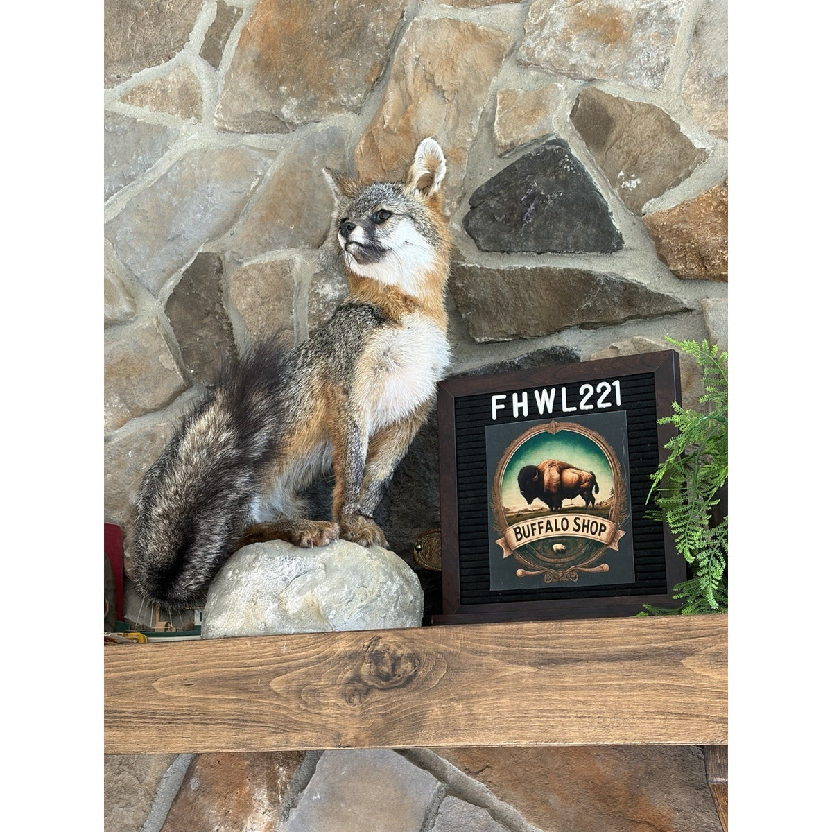FHWL221 - Grey Fox Taxidermy Full Body Mount Cabin Camp Man Cave