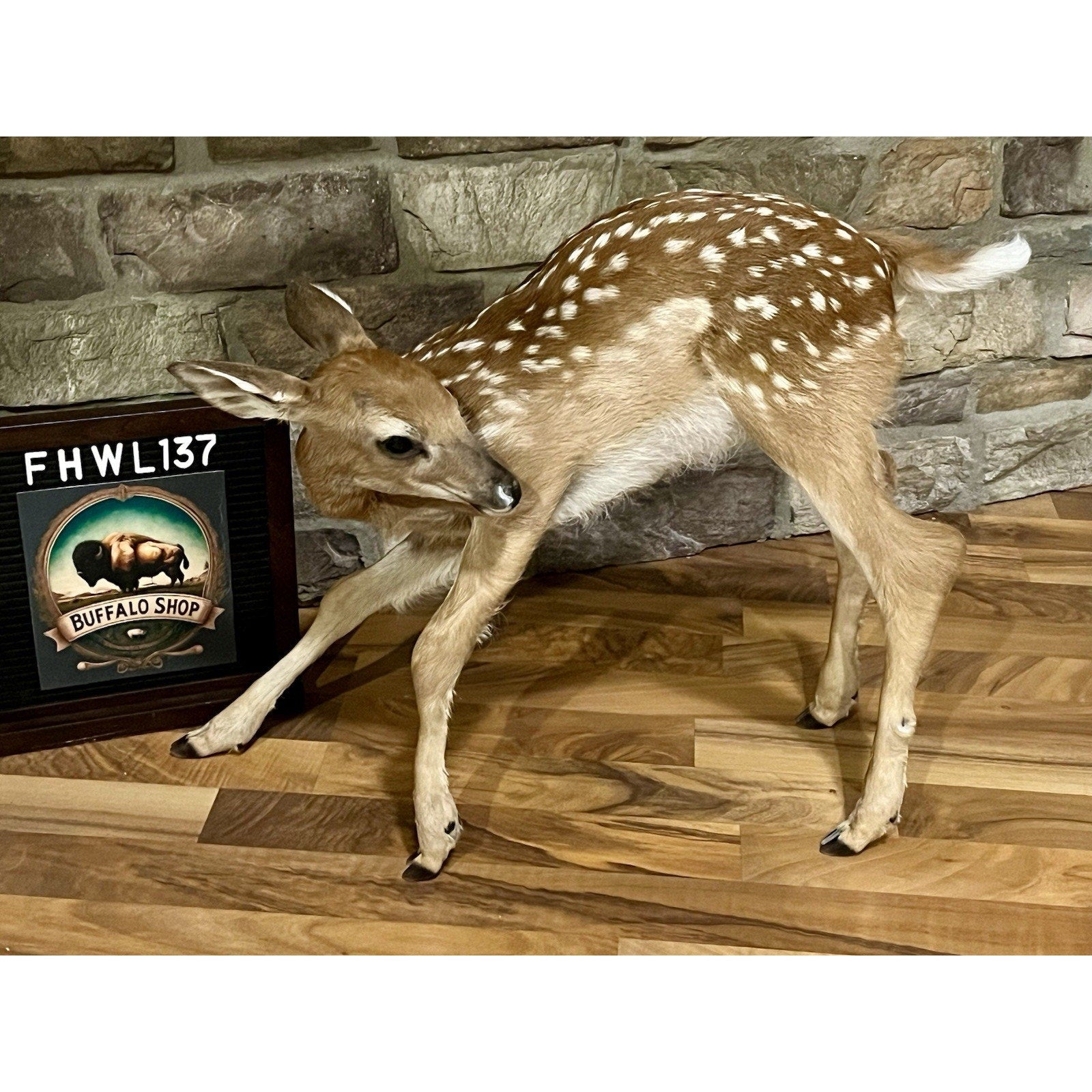 FHWL137 - Fawn Lifesize Taxidermy Mount Free Standing