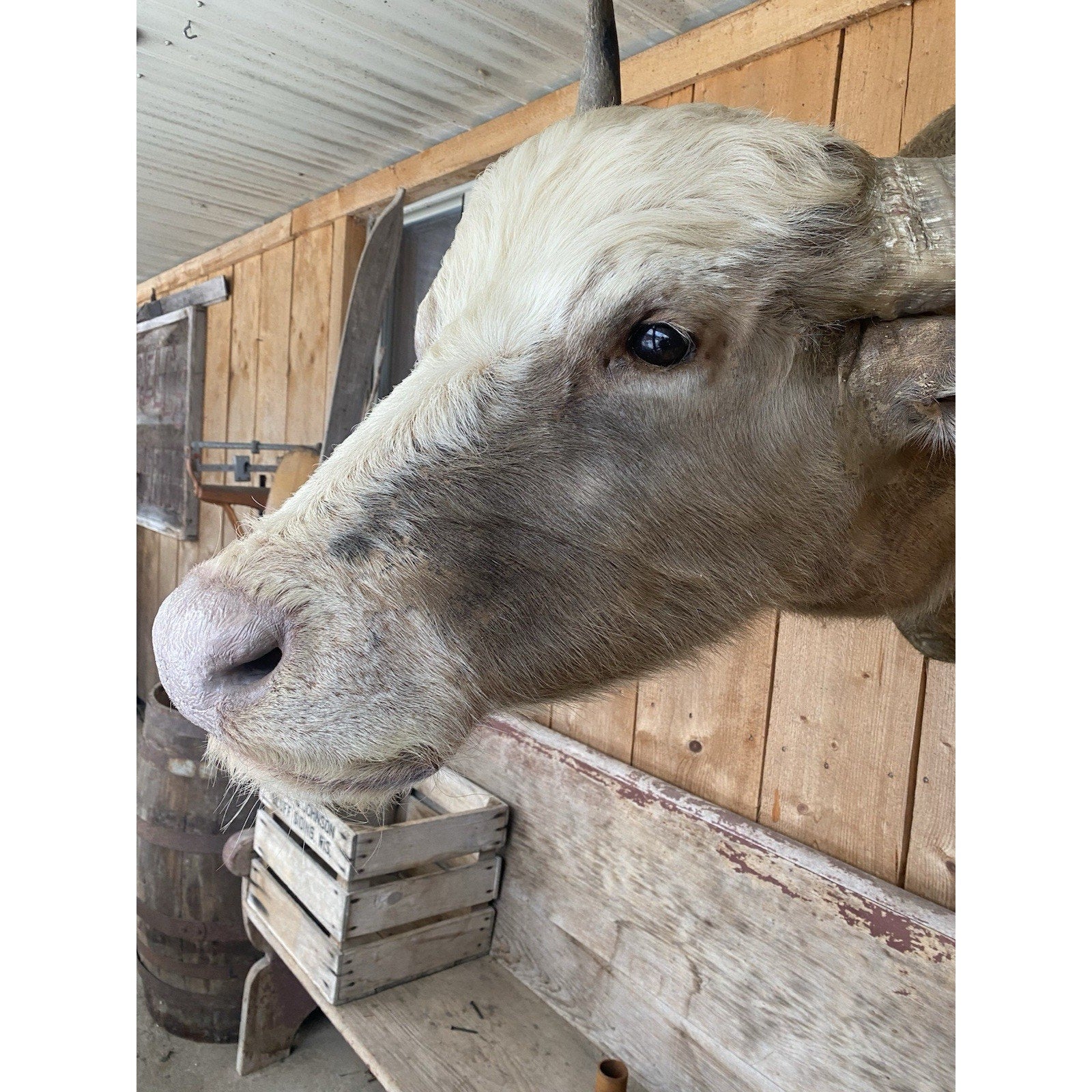 FHDAR42- Rare Sacred White-faced African Buffalo Taxidermy Shoulder mount