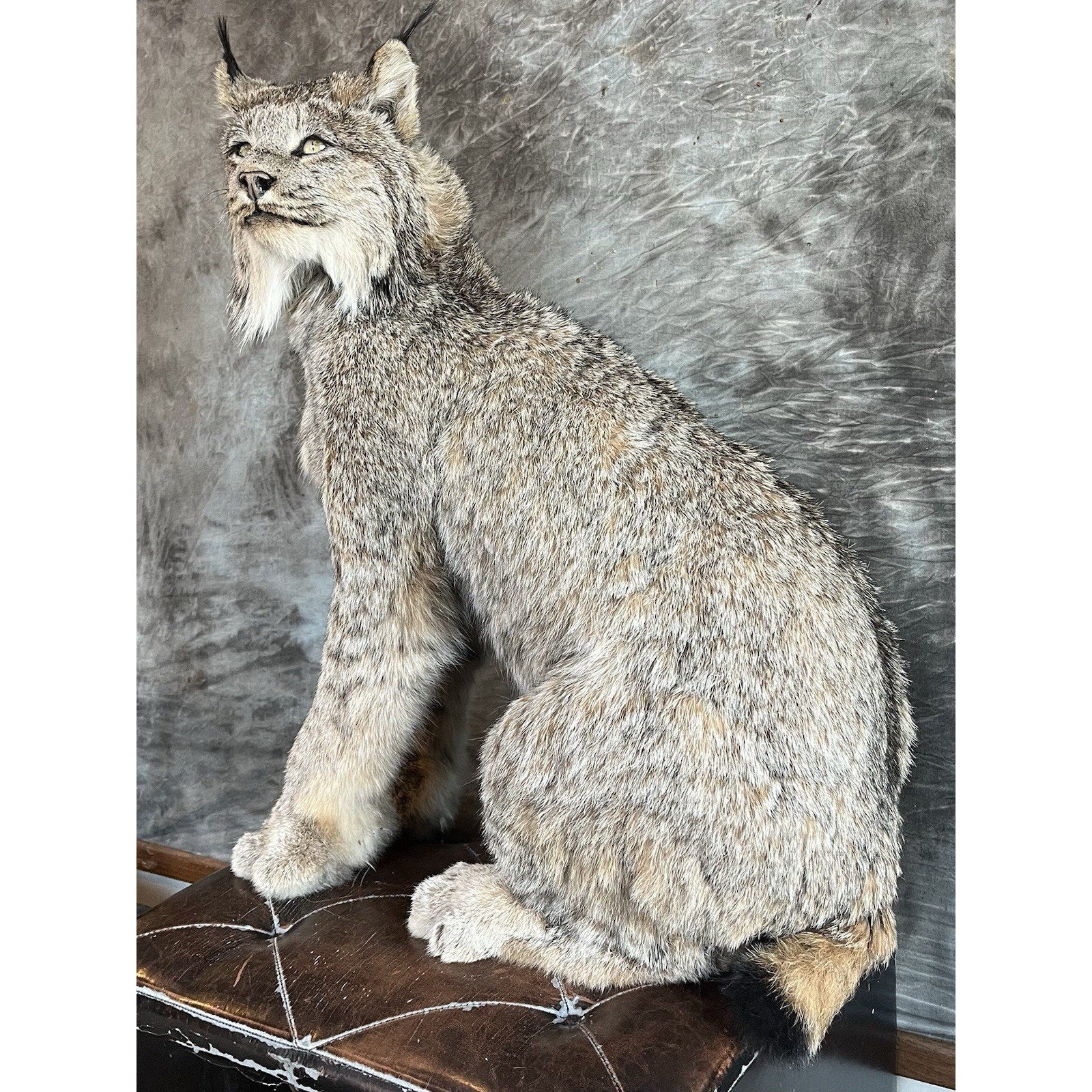 FHWL35 - Alaskan Lynx Taxidermy Full Body Mount Prime Fur