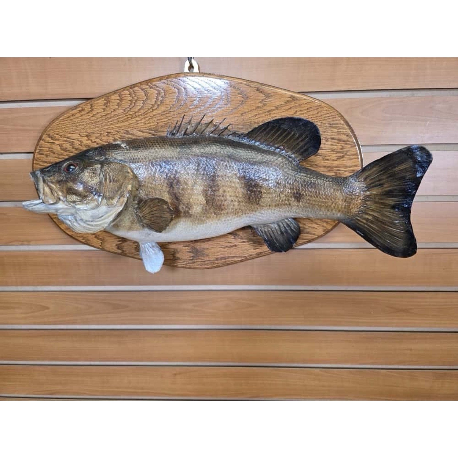 JTV225 - Real Skin LM Bass Fish Taxidermy Mount 19”