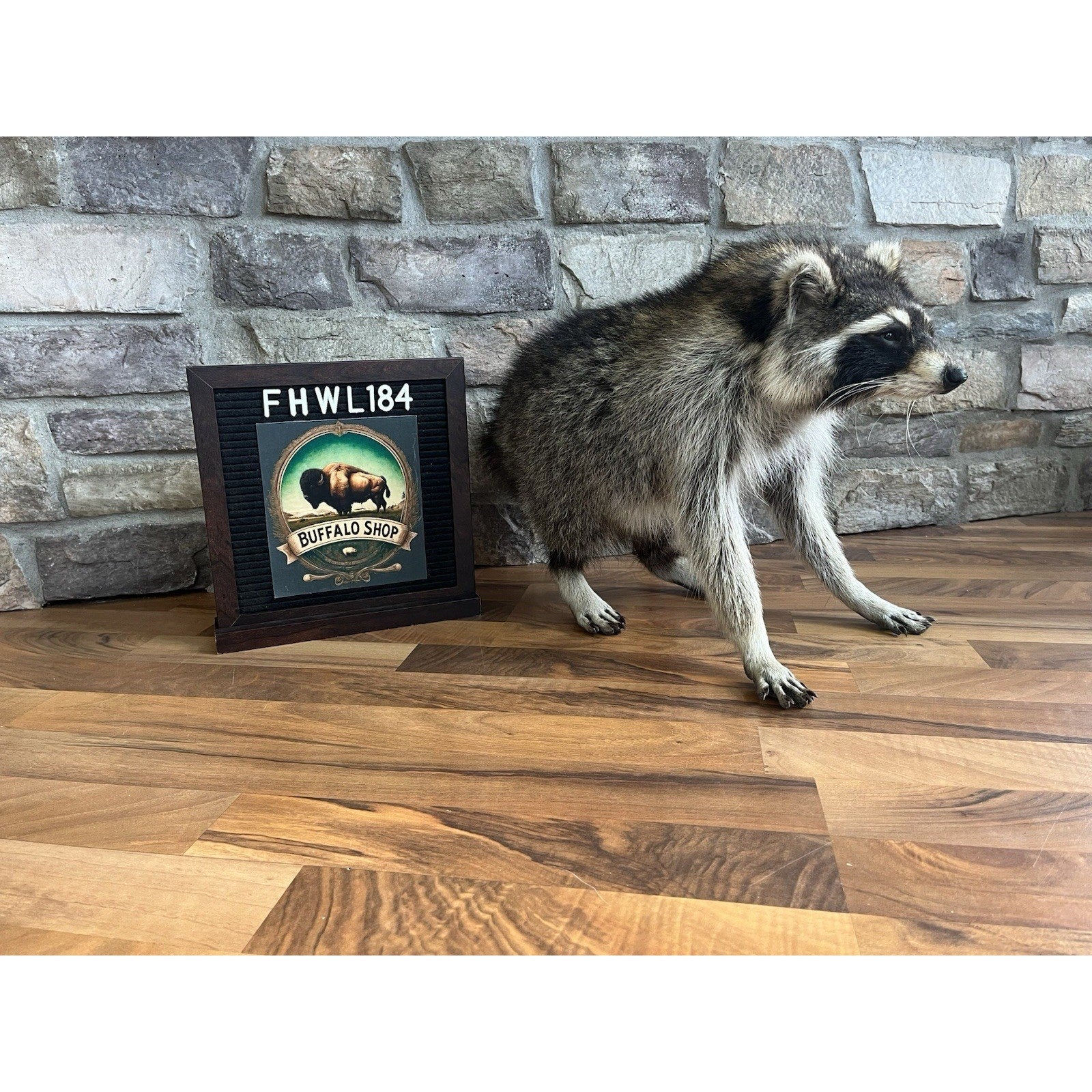 FHWL184-Jimothy Fat Raccoon Taxidermy Mount