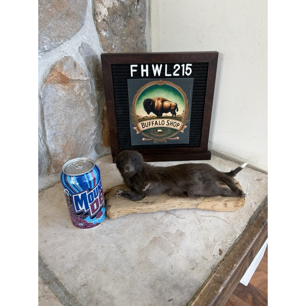 FHWL215 - Baby Fox Lifesize Taxidermy Mount Free Standing
