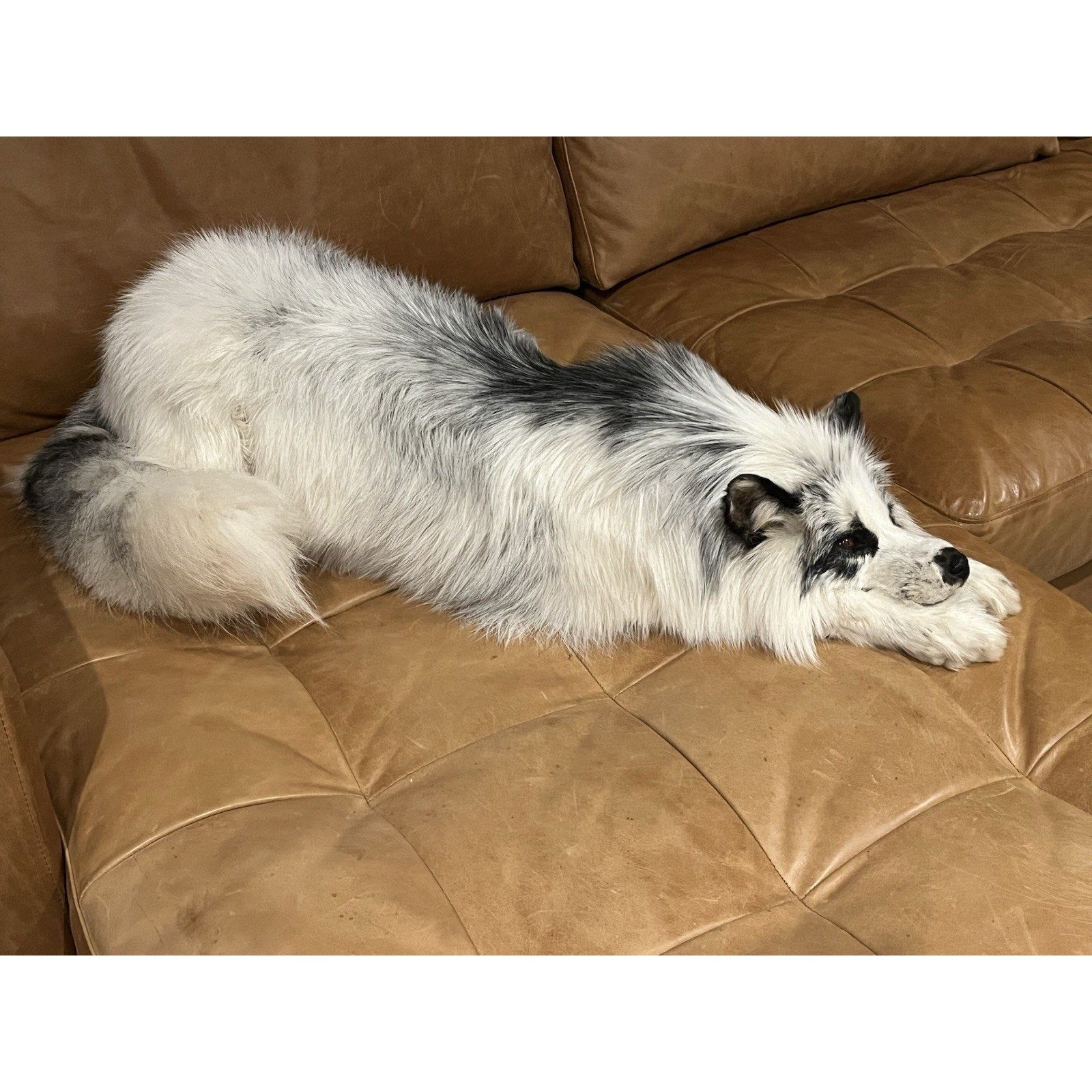 FHWL2 - Red Fox Taxidermy Full Body Mount