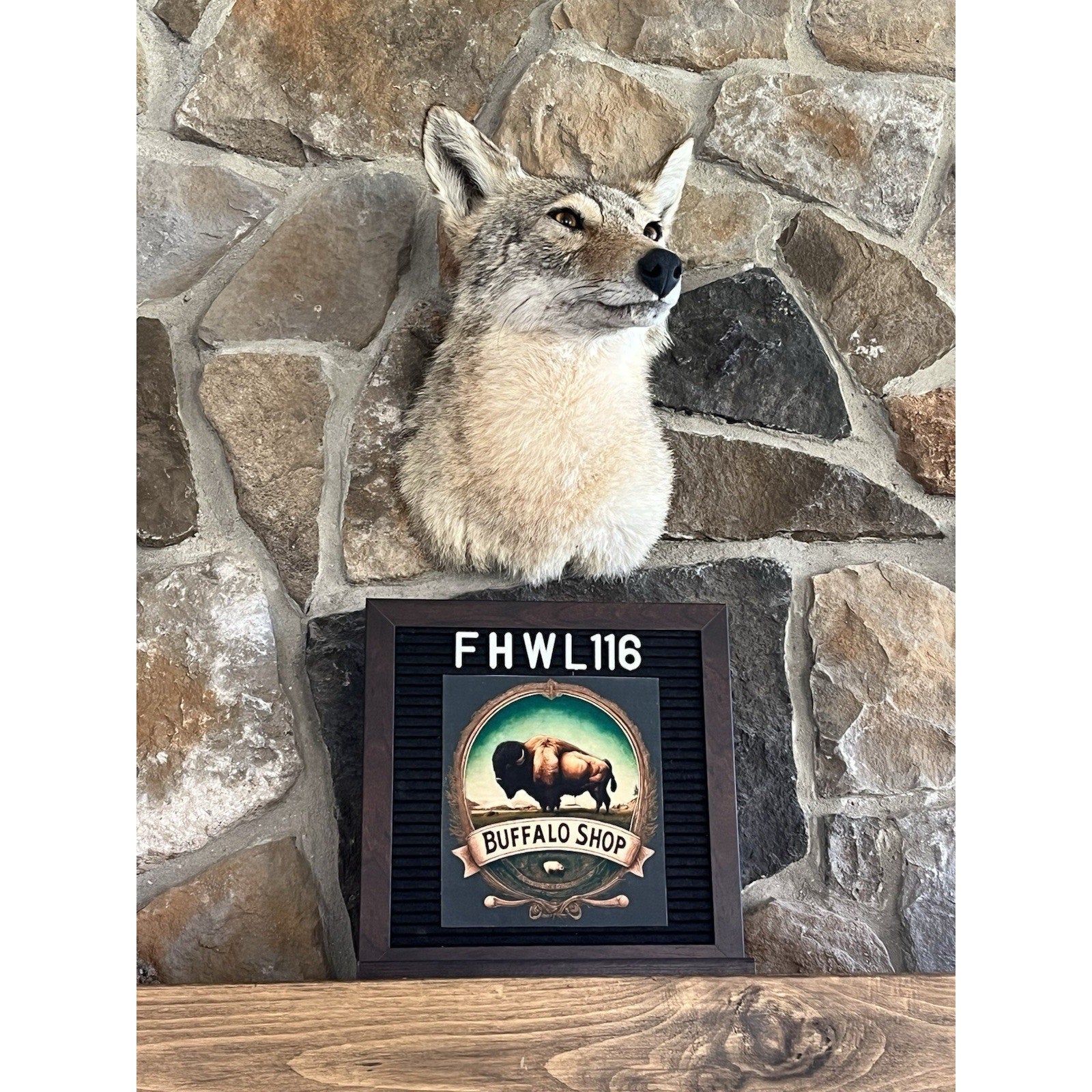 FHWL116 - Coyote Shoulder Museum Quality mount Taxidermy (slight Left Turn)