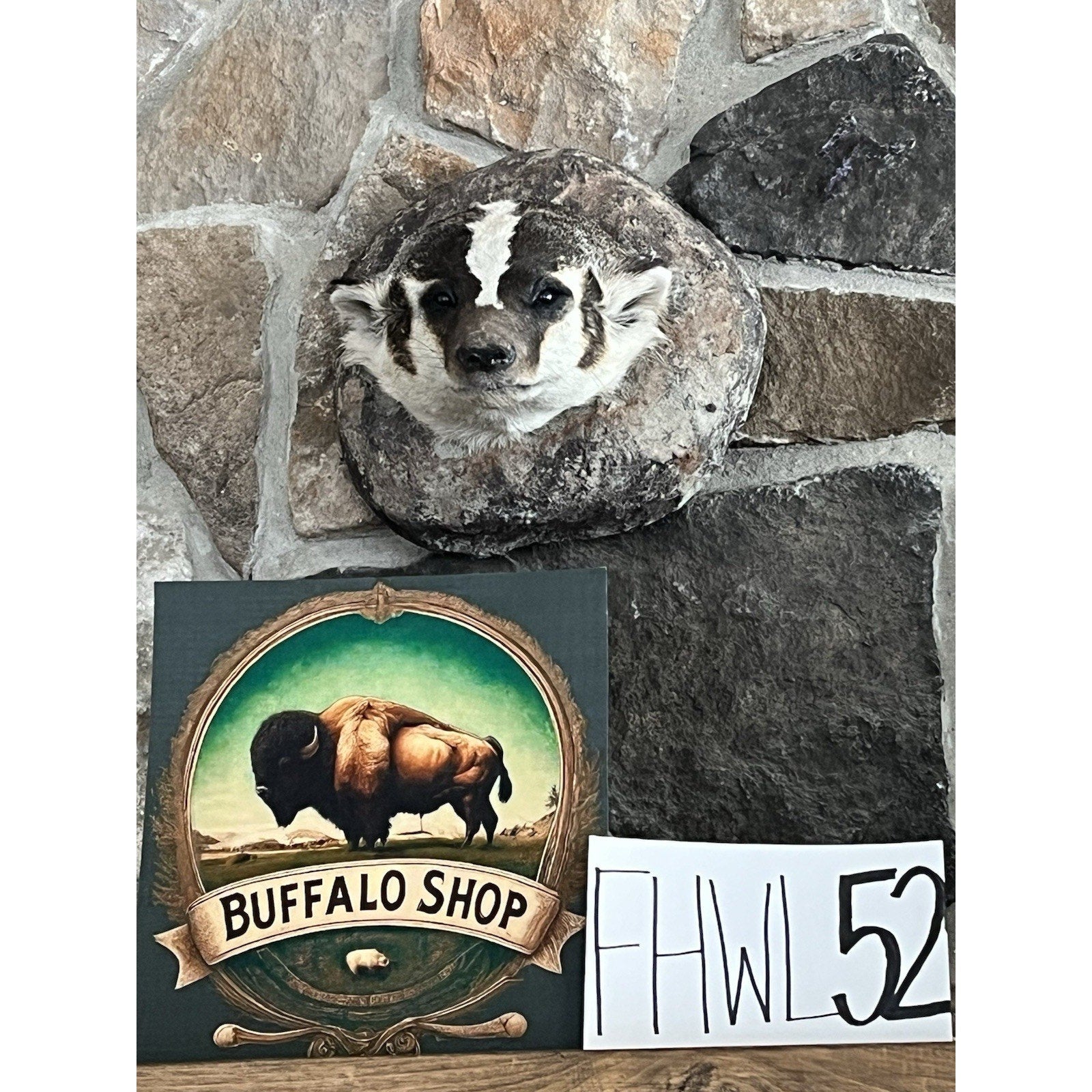 FHWL52 - Badger Shoulder Museum Quality mount Taxidermy
