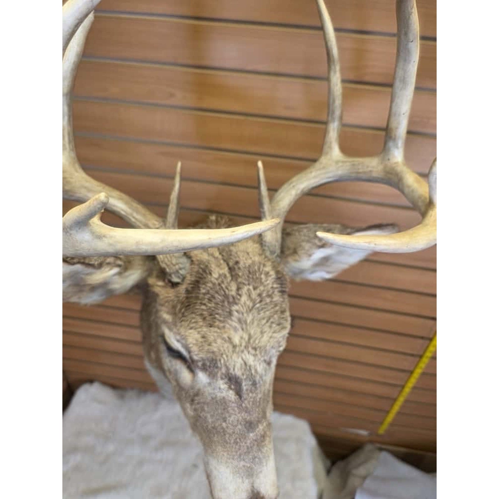 FHMN12- Whitetail Deer Real Antler Deer Taxidermy Mount