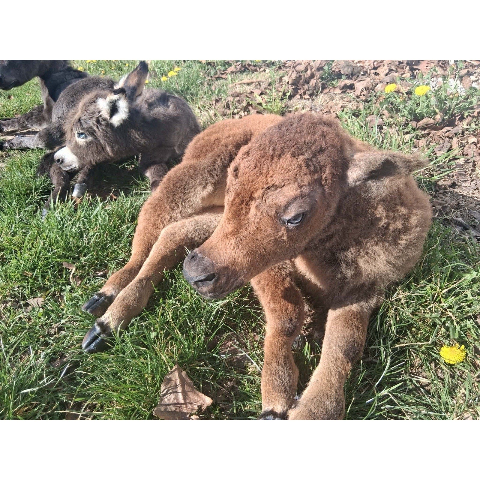 FHKIM7483- Rare Real Baby Donkey Taxidermy Mount - Not Posable