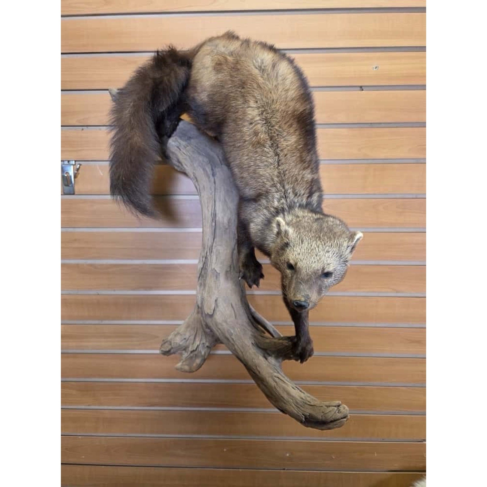 FHMN24 -Long Fur Fisher Taxidermy Mount