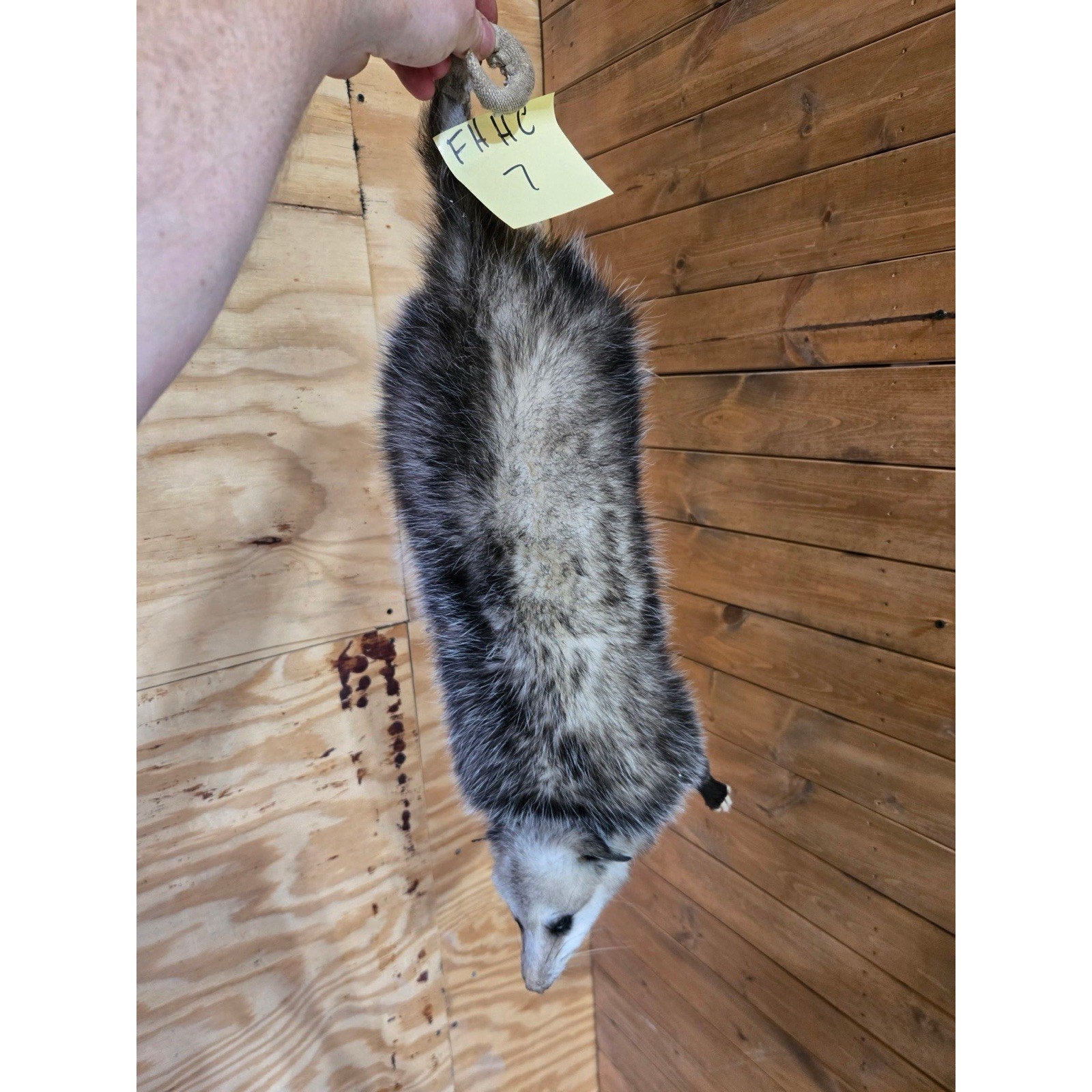 FHHCO7- Hanging Opossum Full Body Taxidermy Mount