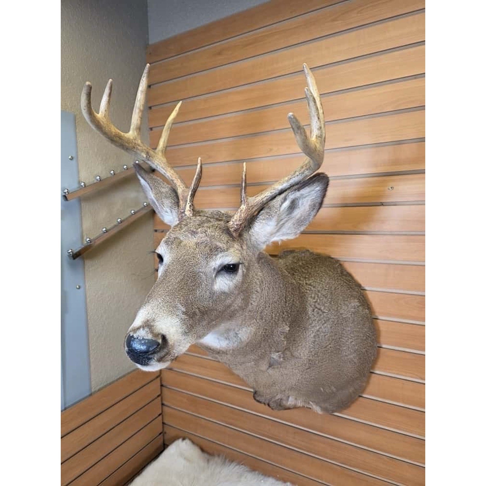 FHMN5 - Whitetail Deer Real Antler Deer Taxidermy Mount
