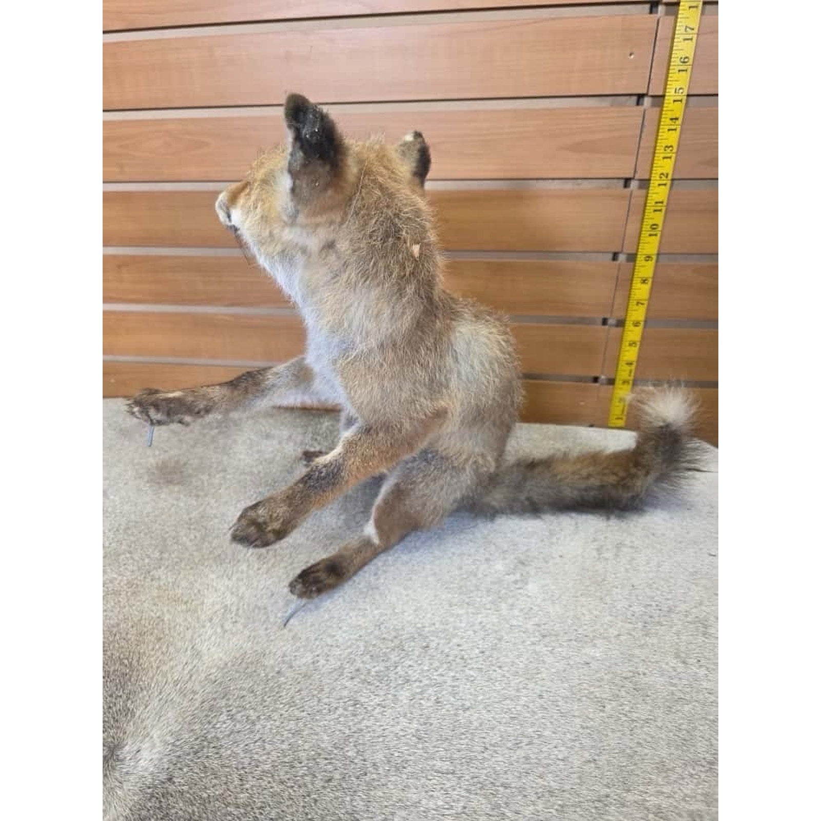 JTV232 - baby fox taxidermy mount