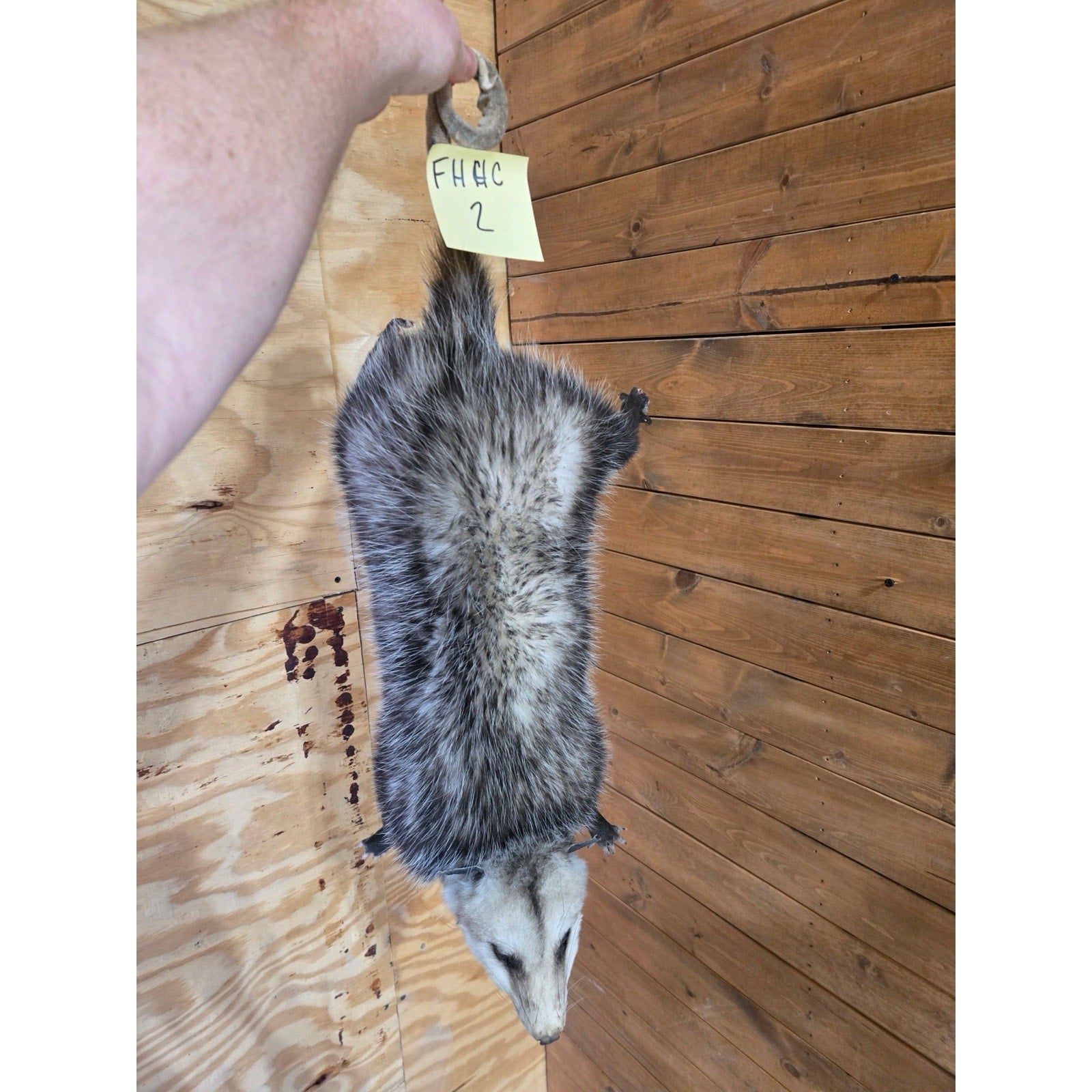 FHHCO2 - Hanging Opossum Full Body Taxidermy Mount