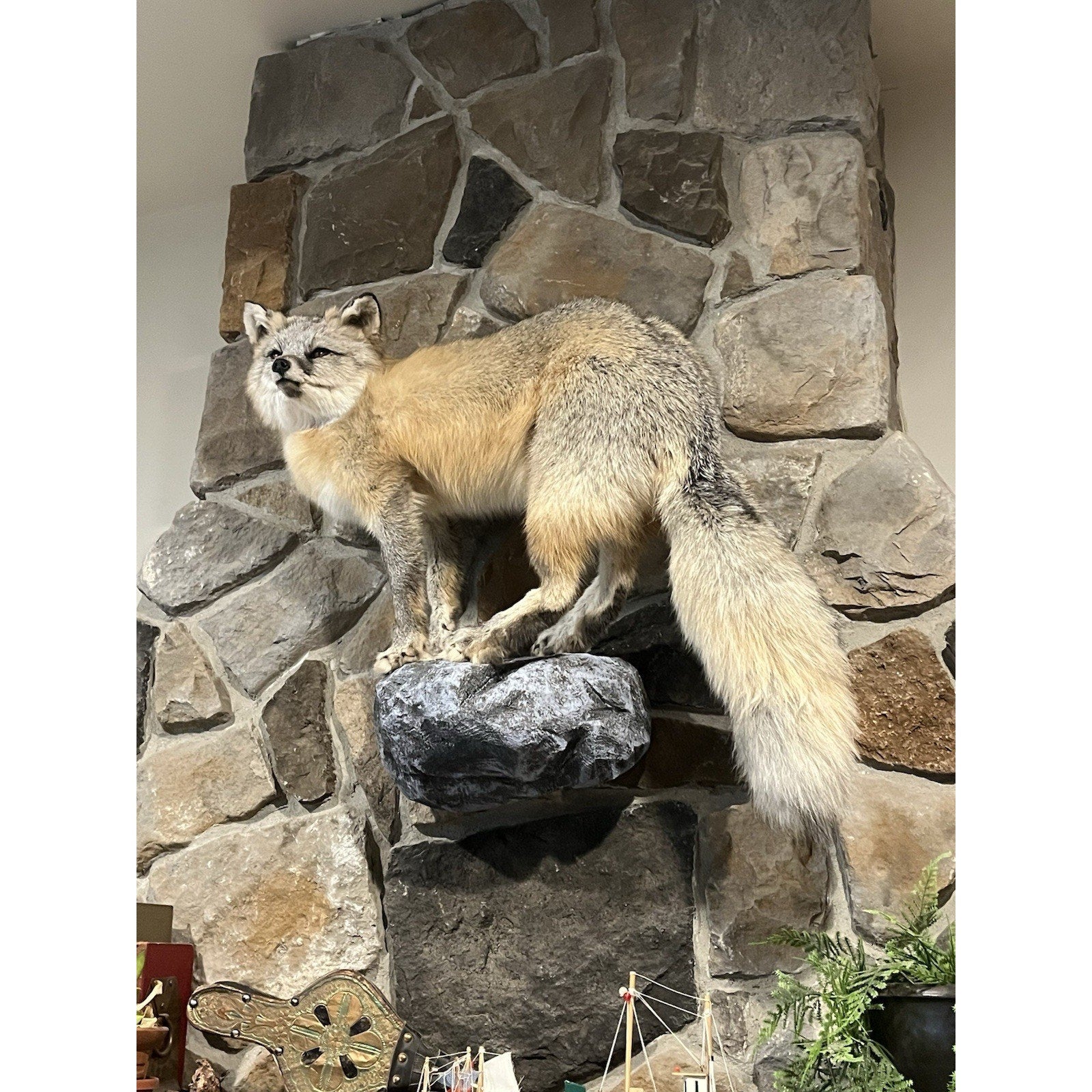 FHWL40 -museum Quality Ranch Fox Taxidermy mount