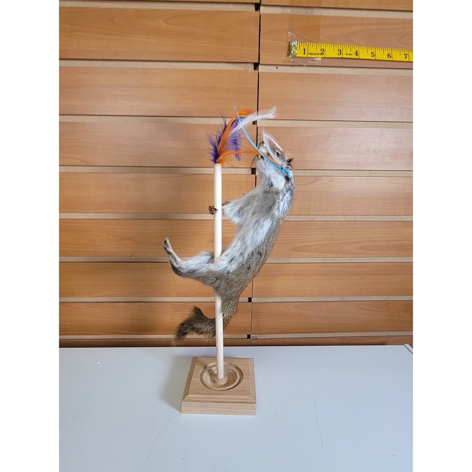 FHSQ314 - Stripping American Red Squirrel Taxidermy Mount