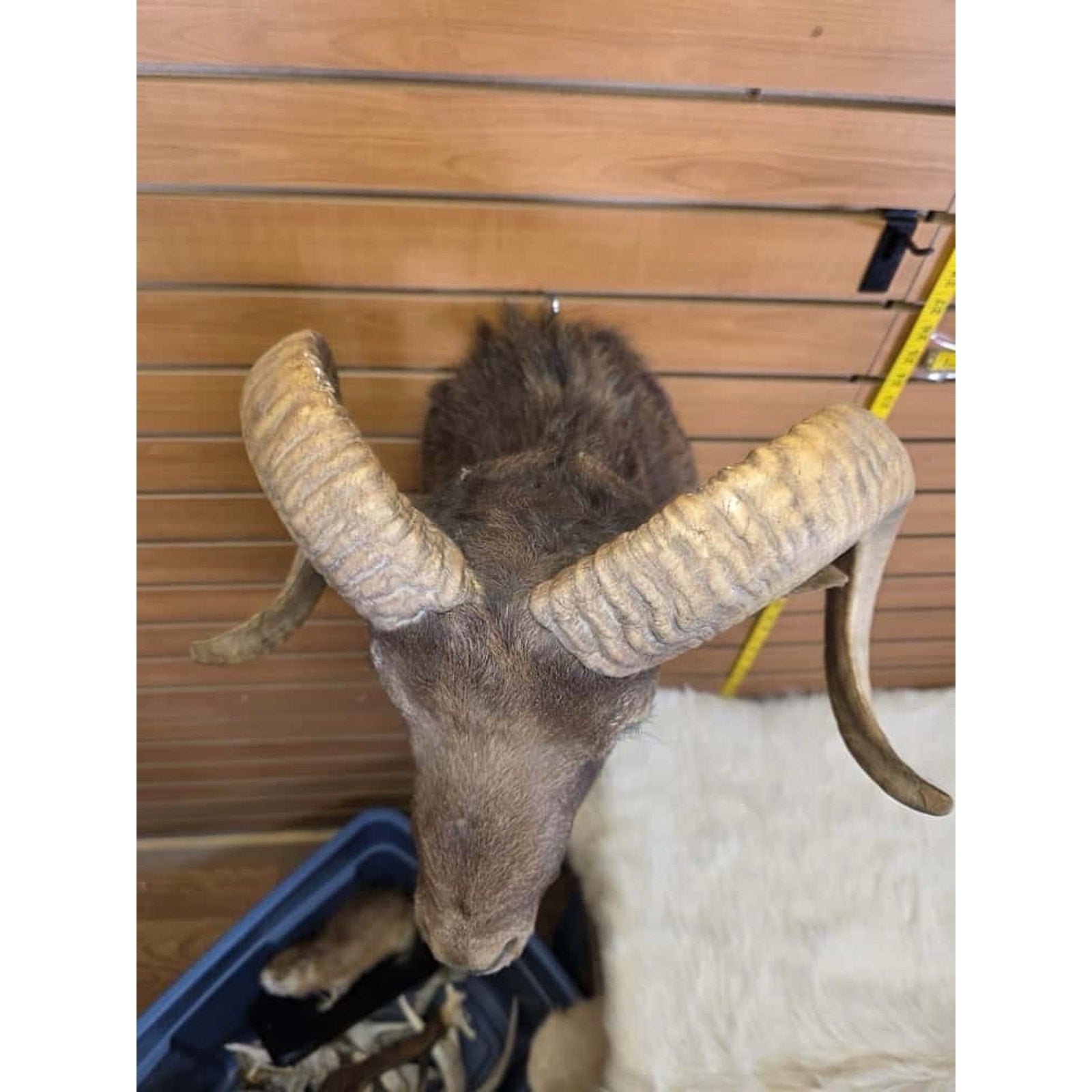 FHMN18 - Mouflon Ram taxidermy shoulder mount