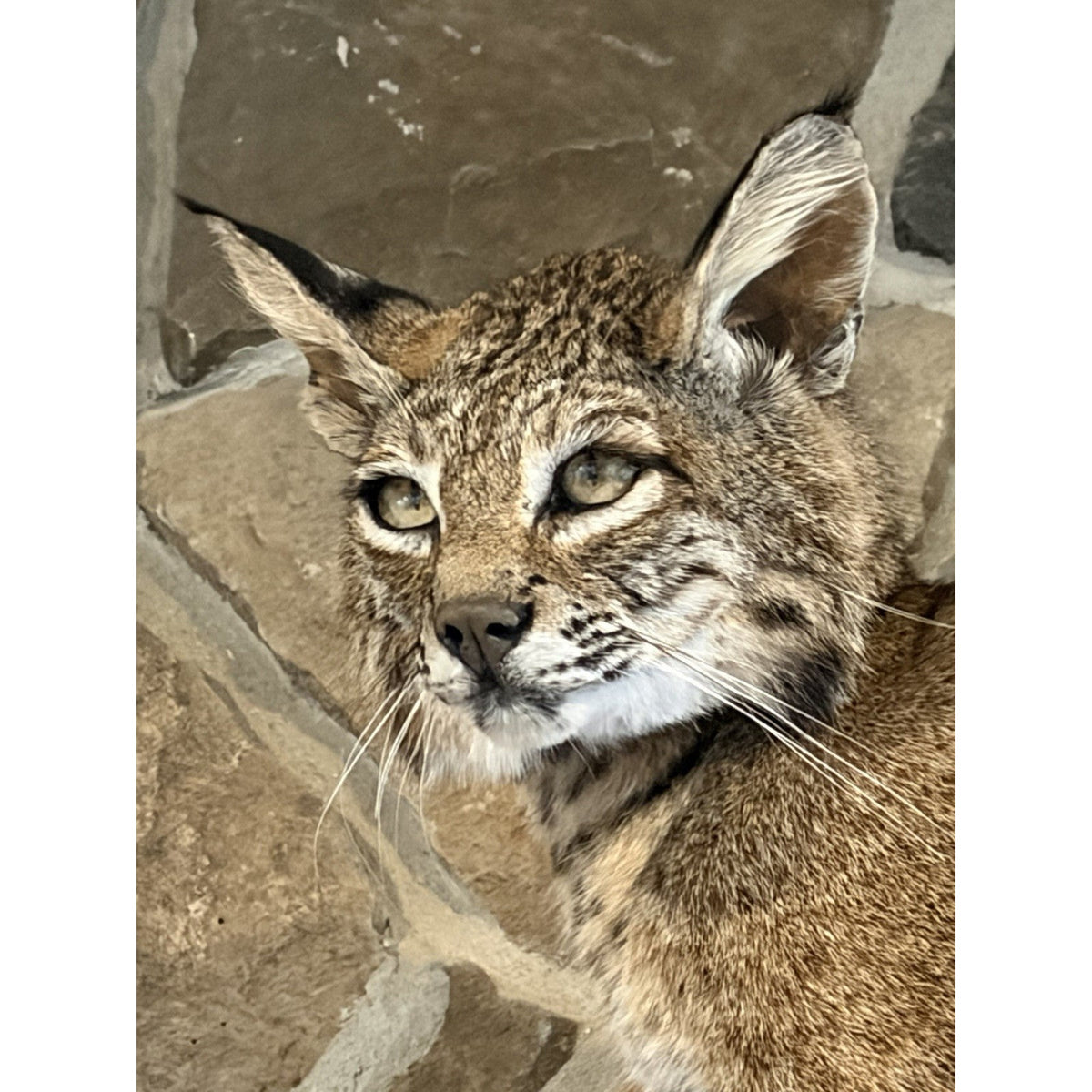 FHWL239 - Rare Bobcat Taxidermy Full Body Mount