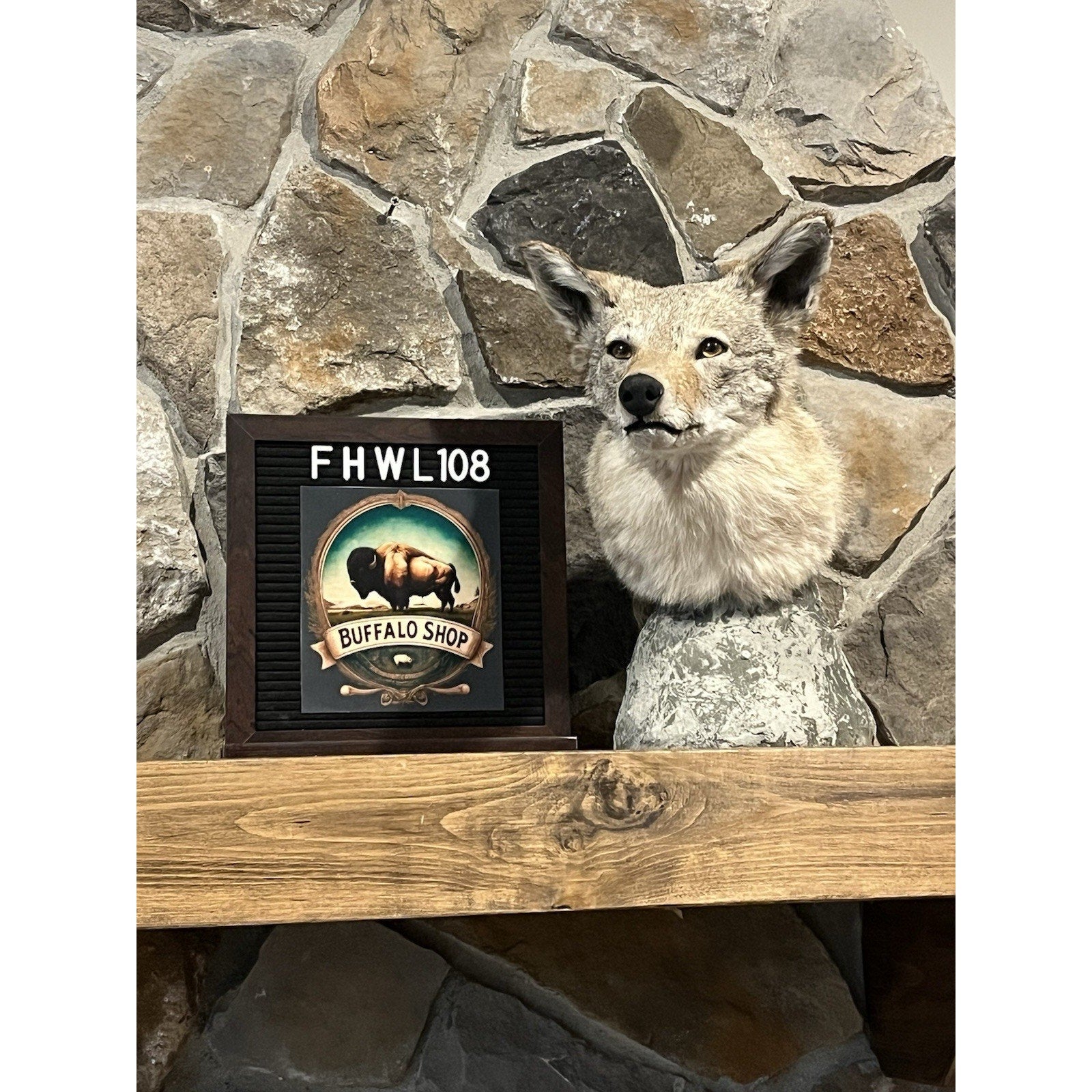 FHWL108 - Coyote Shoulder Museum Quality mount Taxidermy