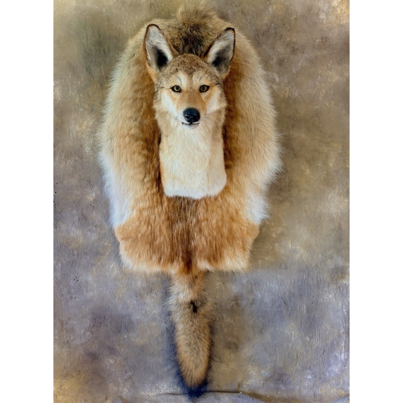 FHB30 - Coyote Wall Museum Quality mount Taxidermy