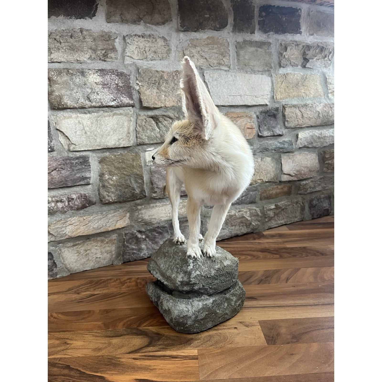 FHWL28 - Museum Quality Fennec Fox Taxidermy Full Body Mount