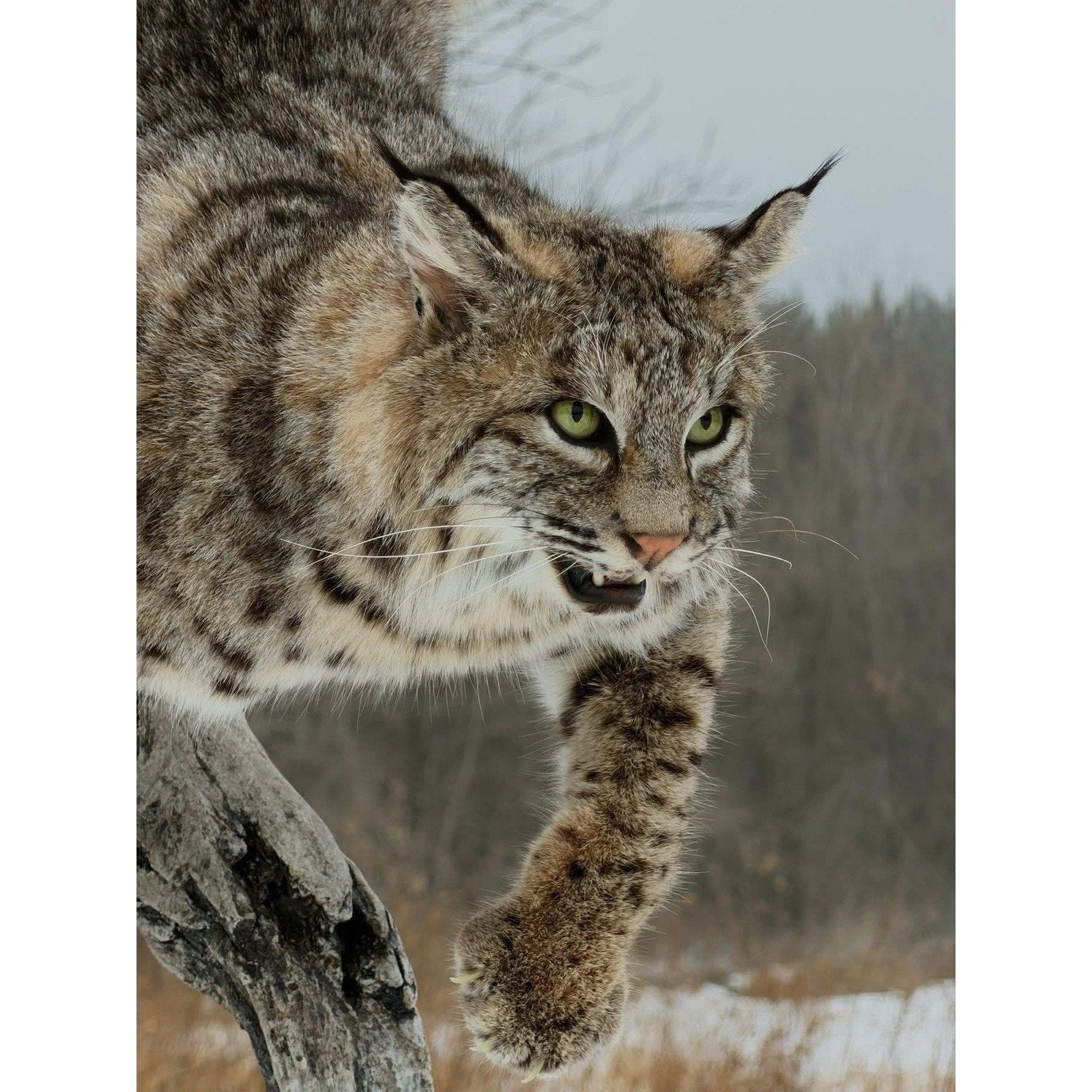 FHDOUG1 - Ultra Rare Blue Bobcat Full Body Taxidermy Mount