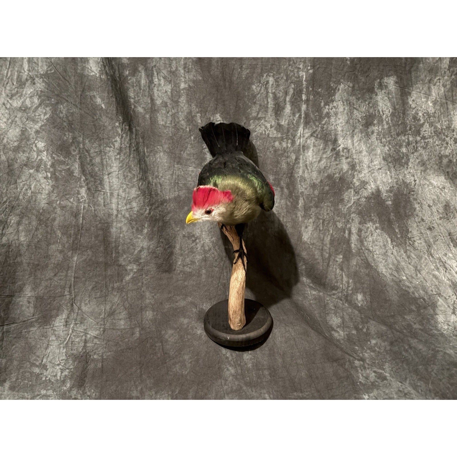 FHADA111 - Red-crested turaco Taxidermy Bird Mount