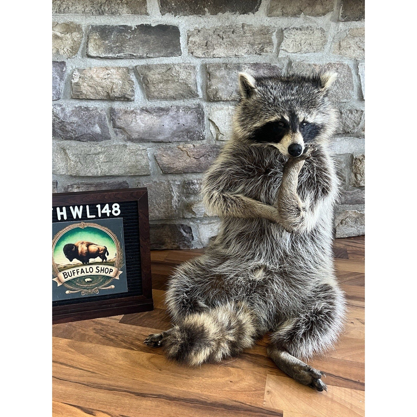 FHWL148- Fat Raccoon Taxidermy Mount