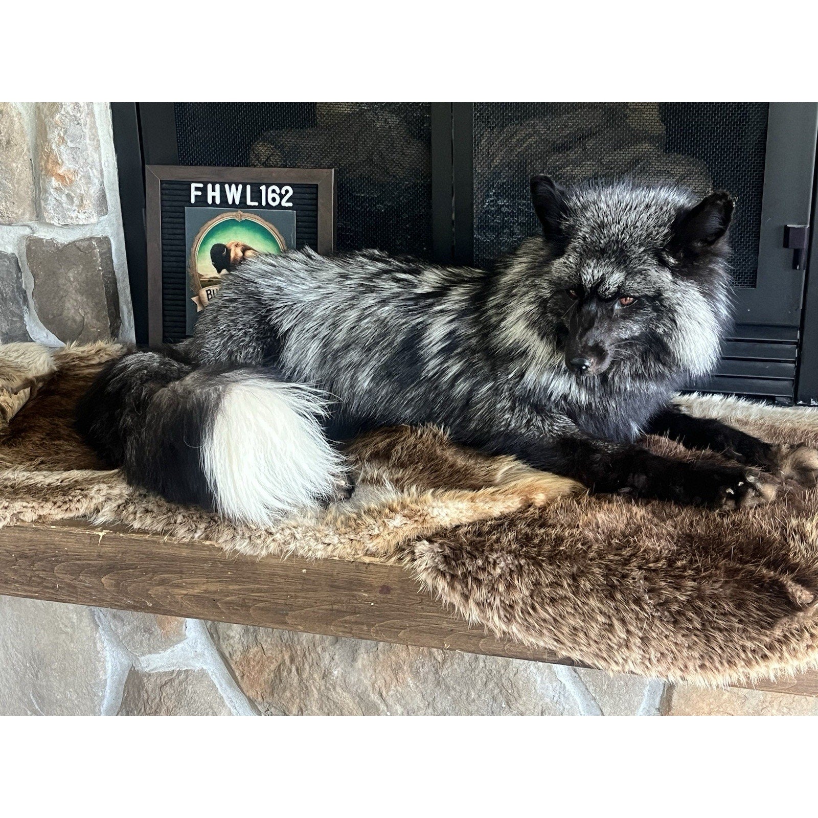 FHWL162 - Museum Quality White Fox Taxidermy mount