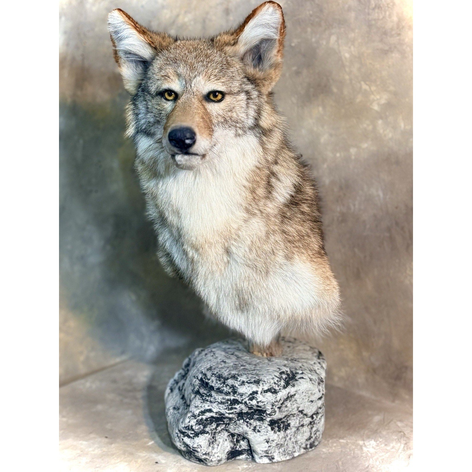 FHB29 - Coyote Pedestal Museum Quality mount Taxidermy On Rock Base