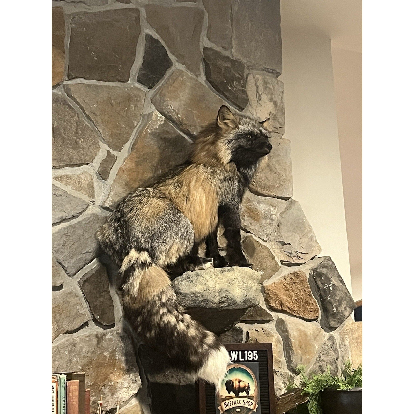 FHWL195- Museum Quality Ranch Fox Taxidermy mount